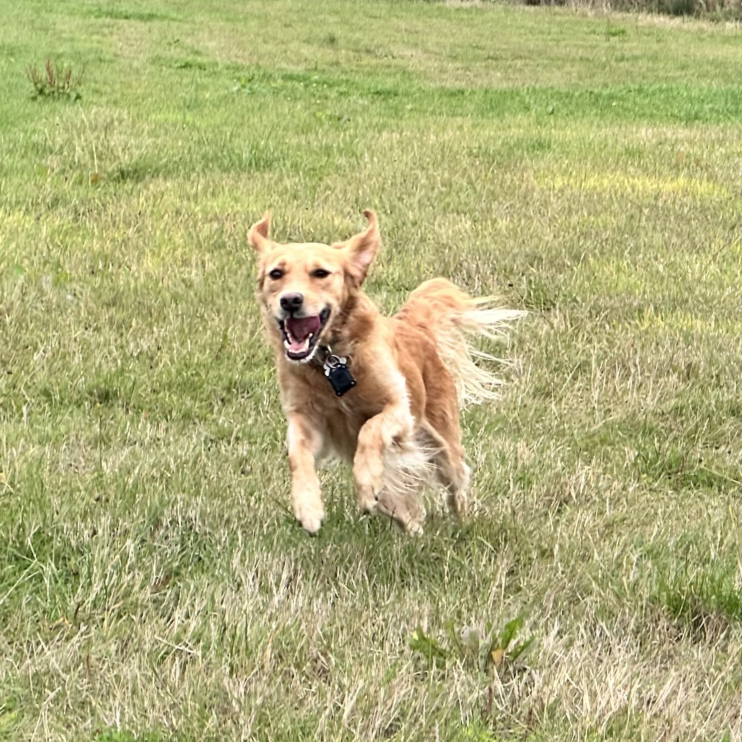 Billy