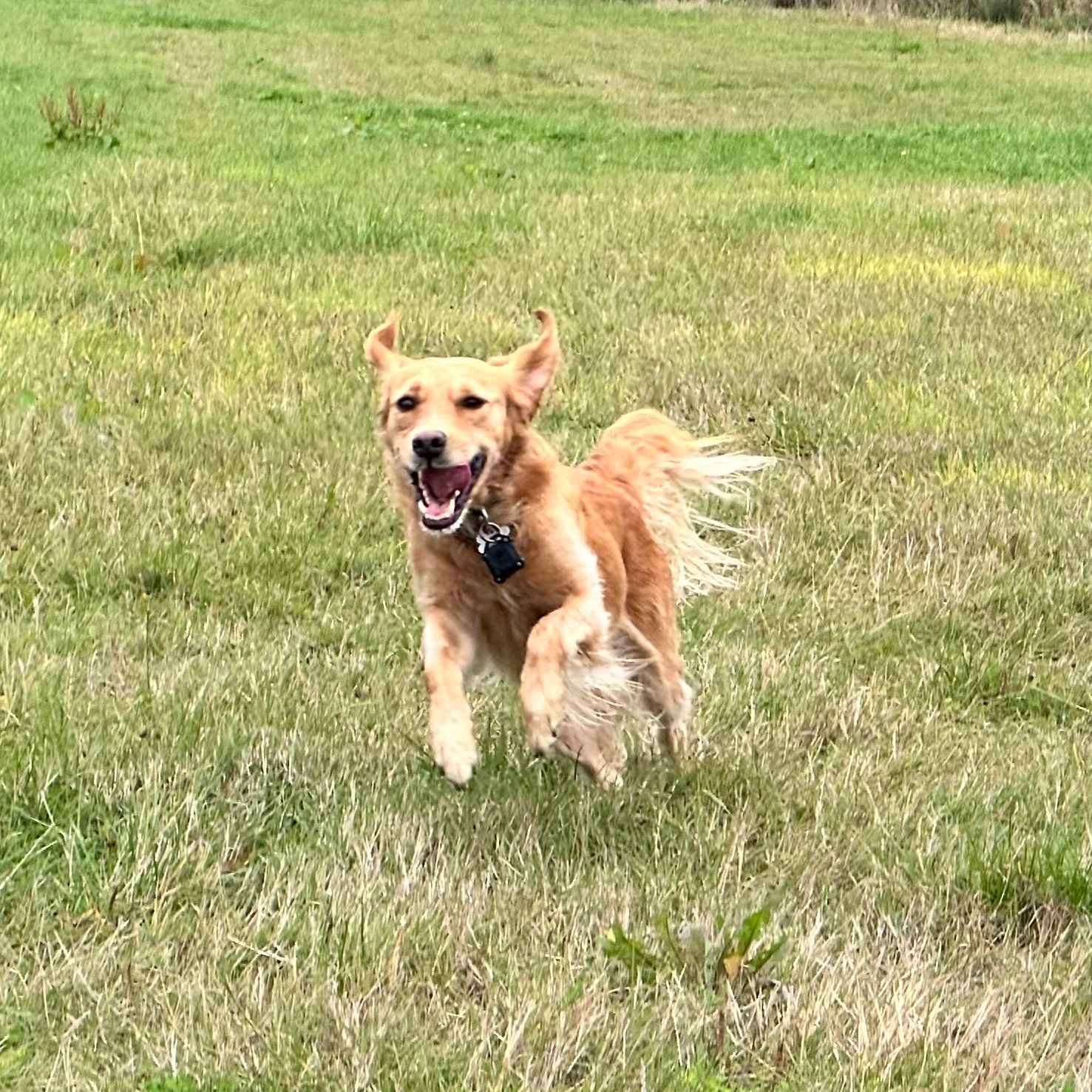 Billy