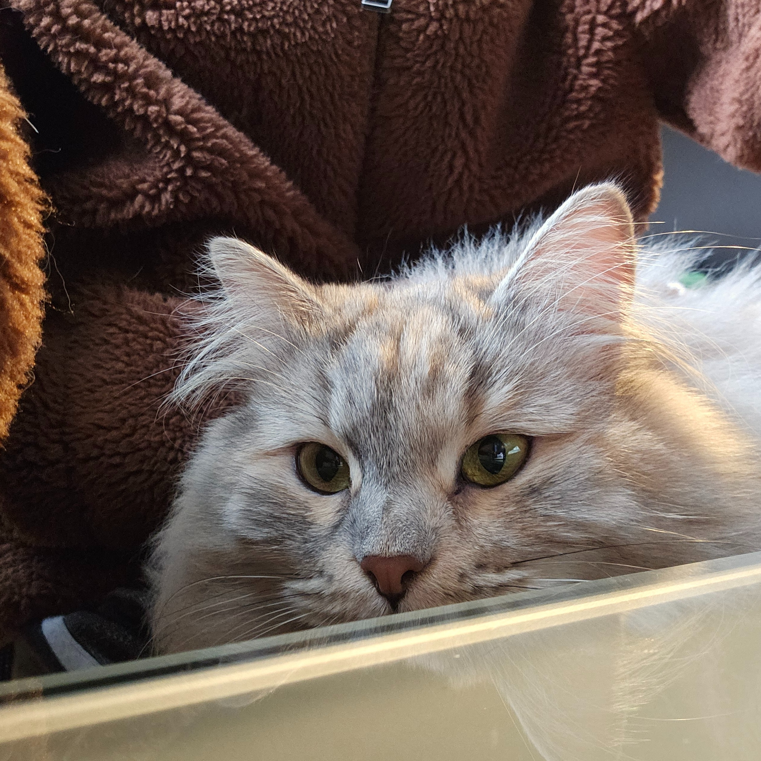 Delilah
