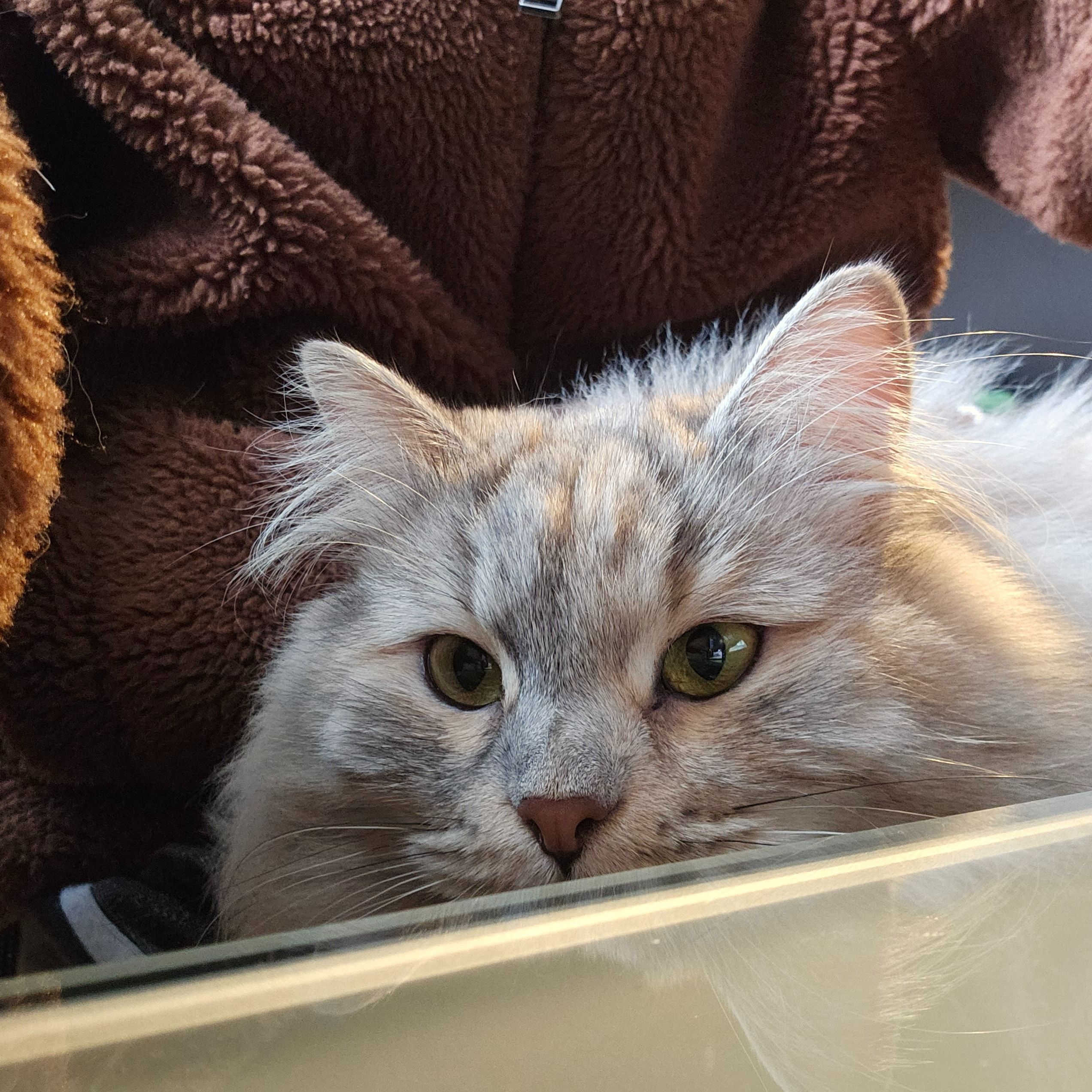 Delilah