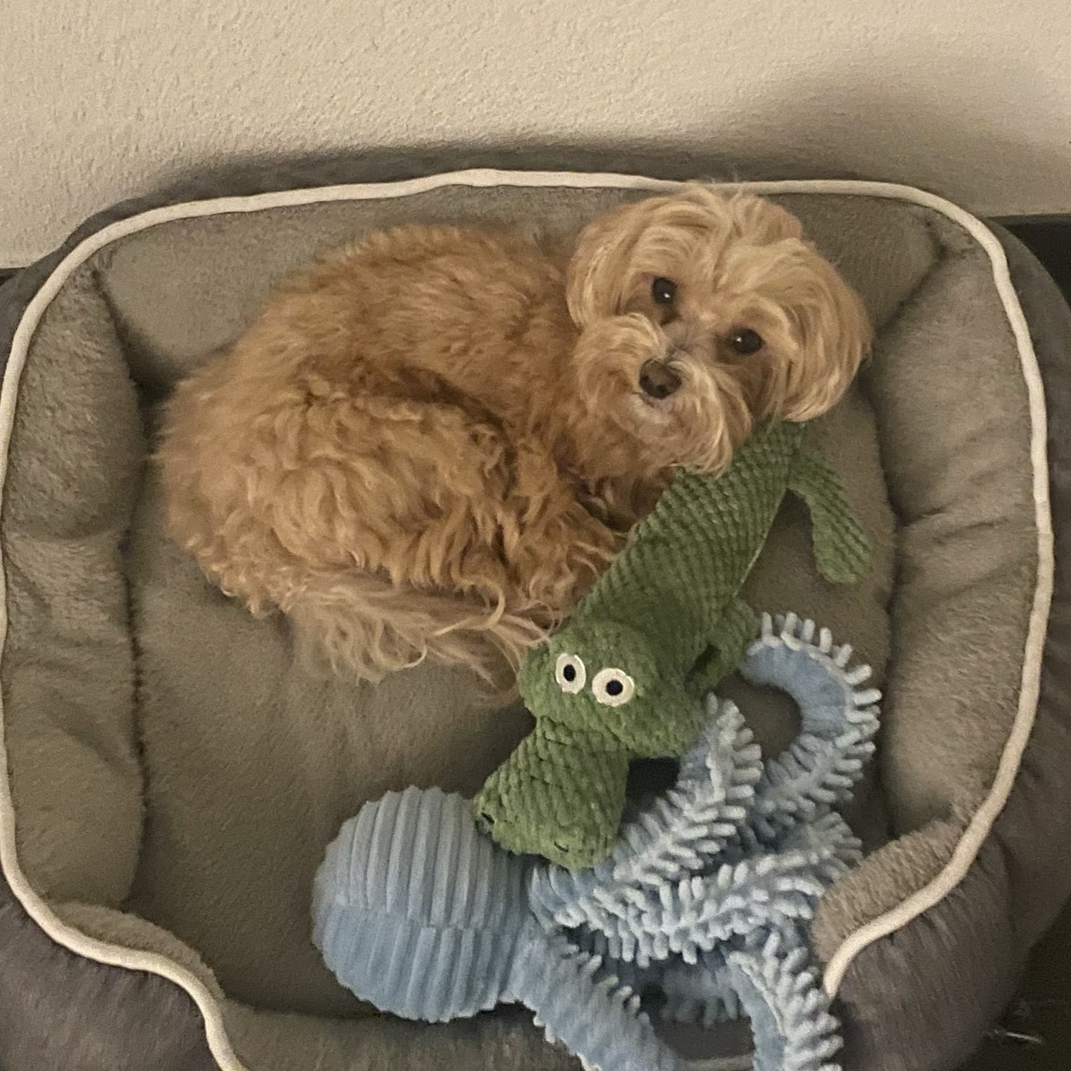 Cooper