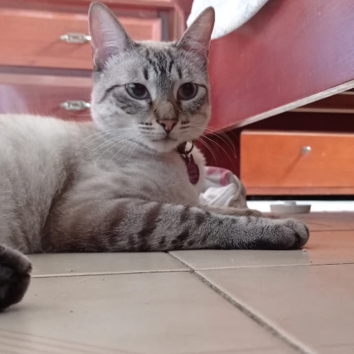 tina