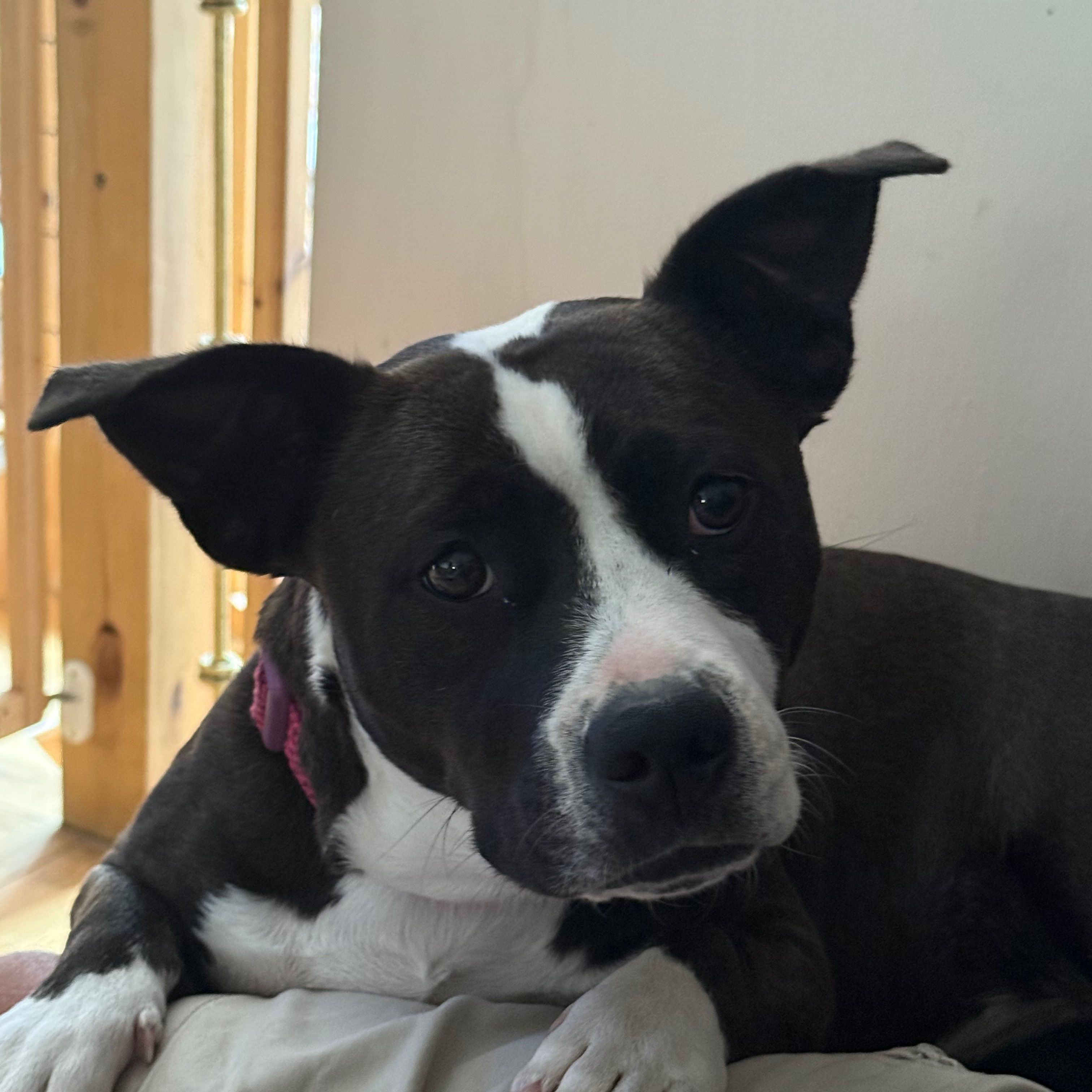 Audrey