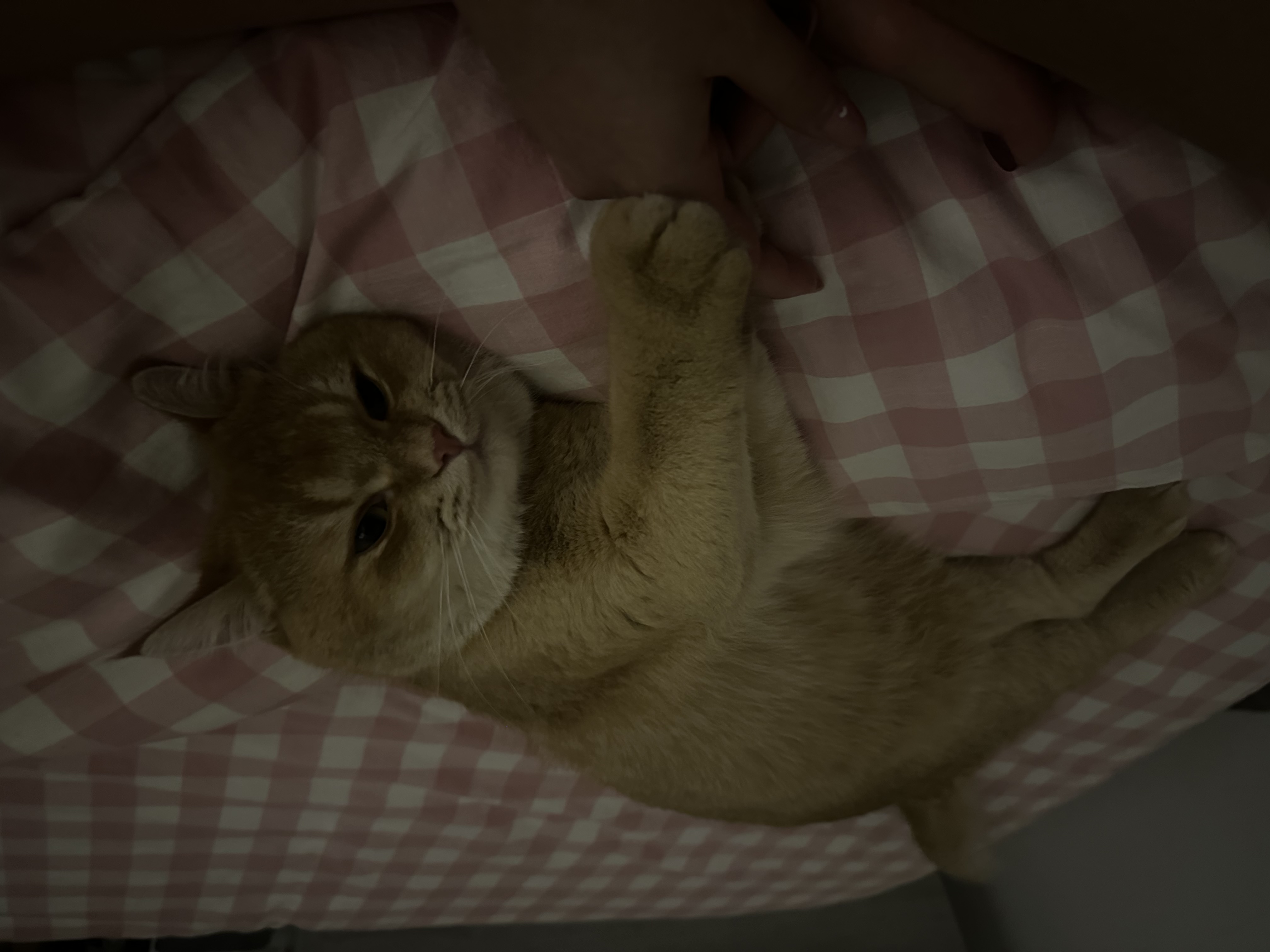 image-7