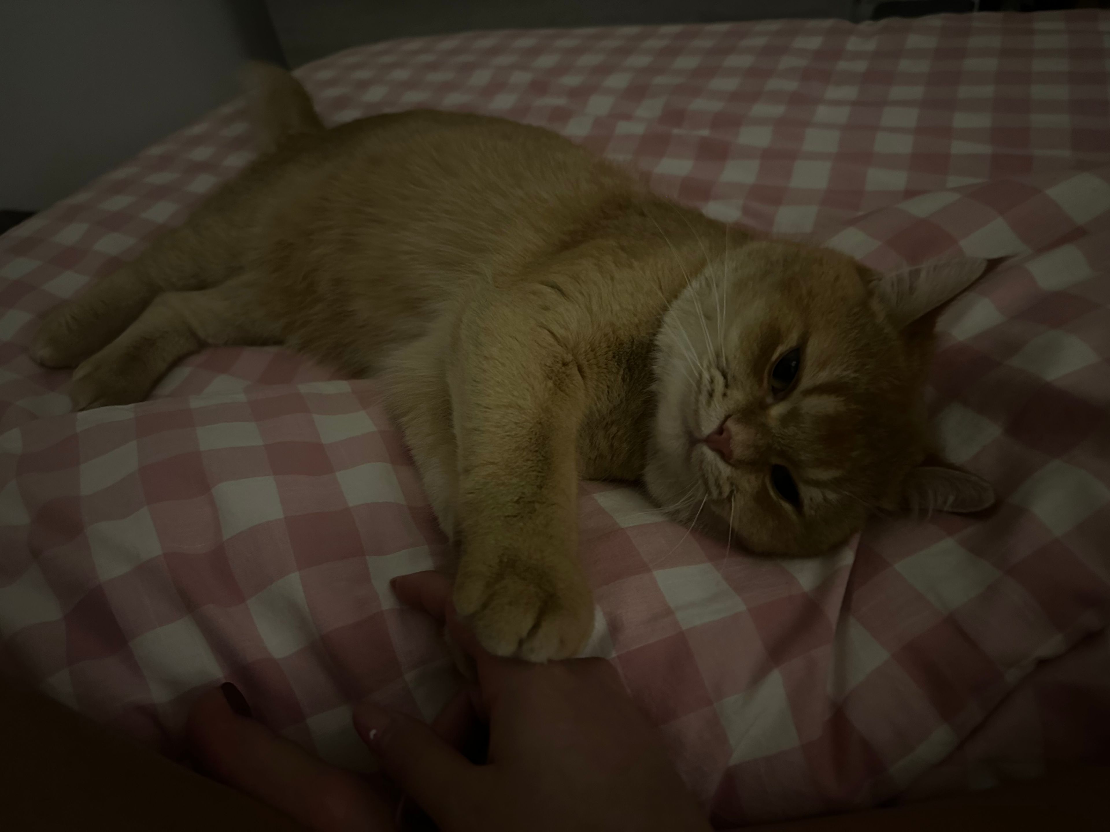 image-7