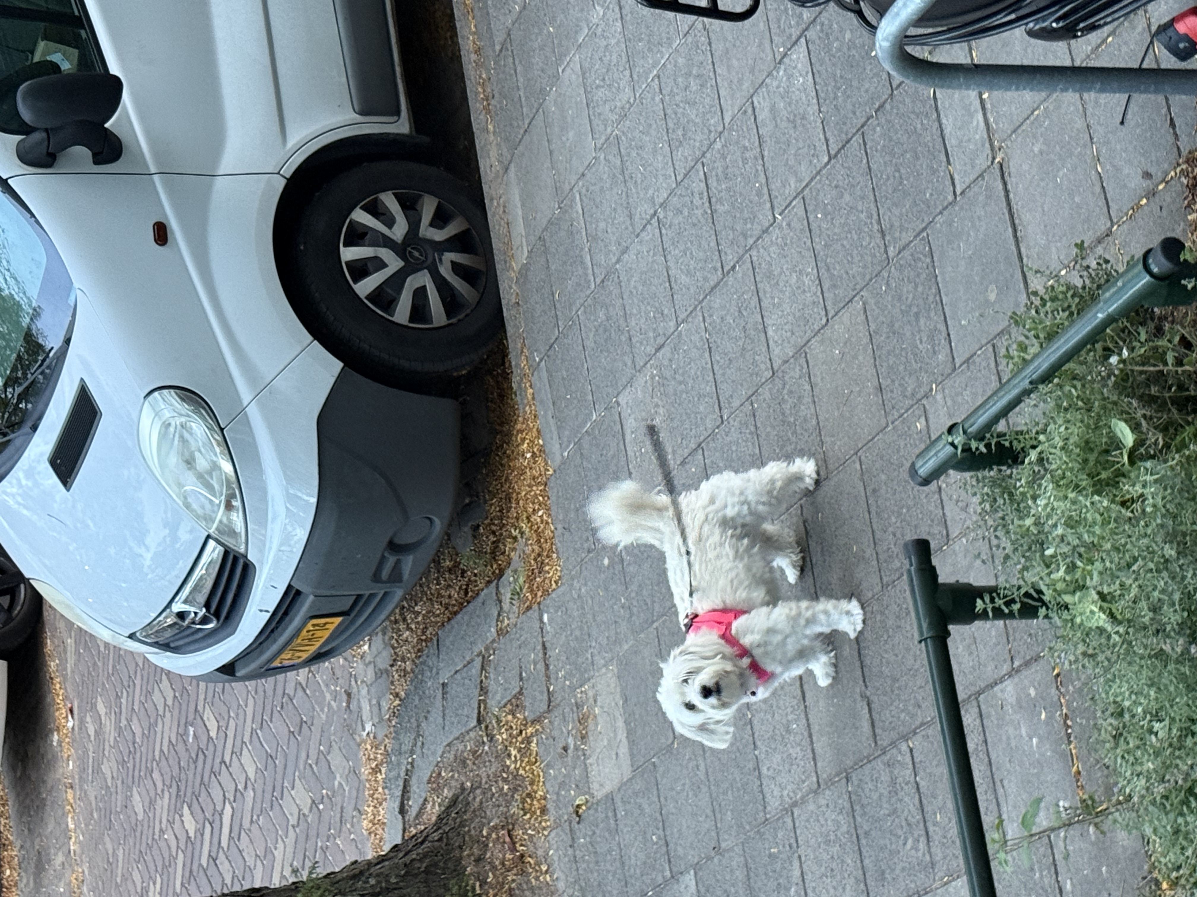 image-7