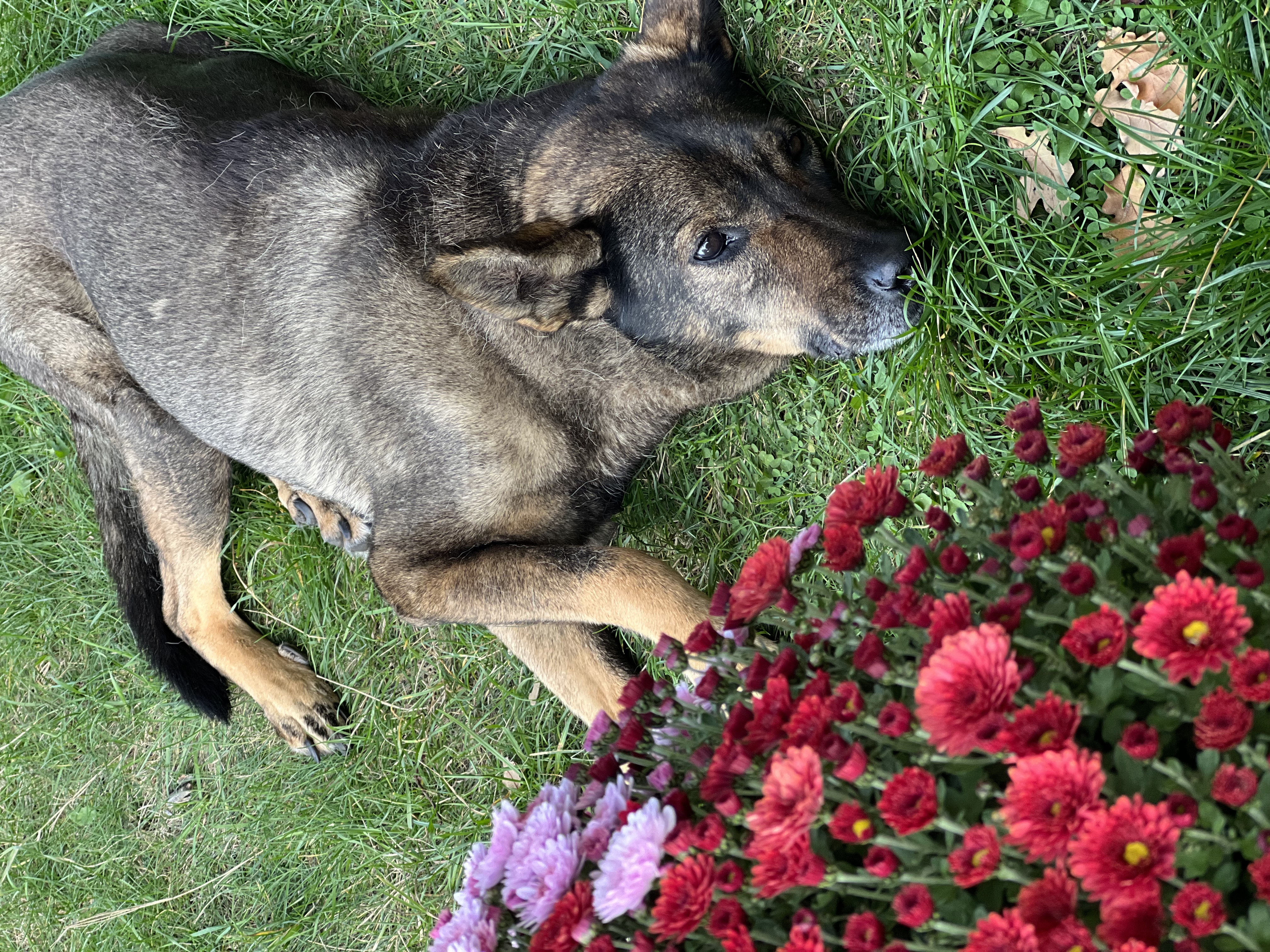 image-7