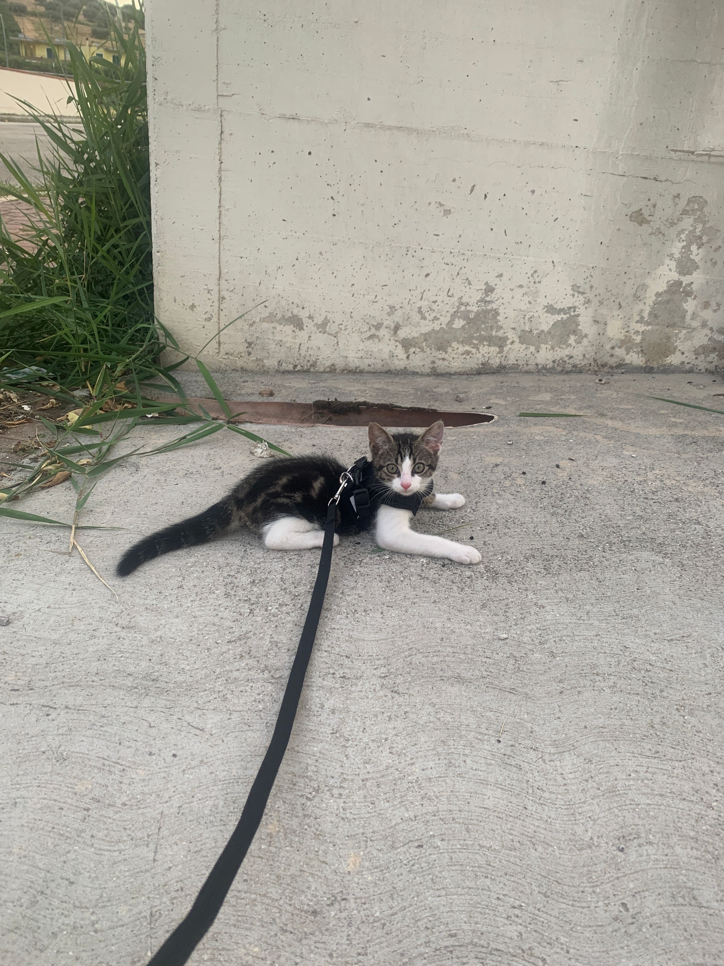 image-16
