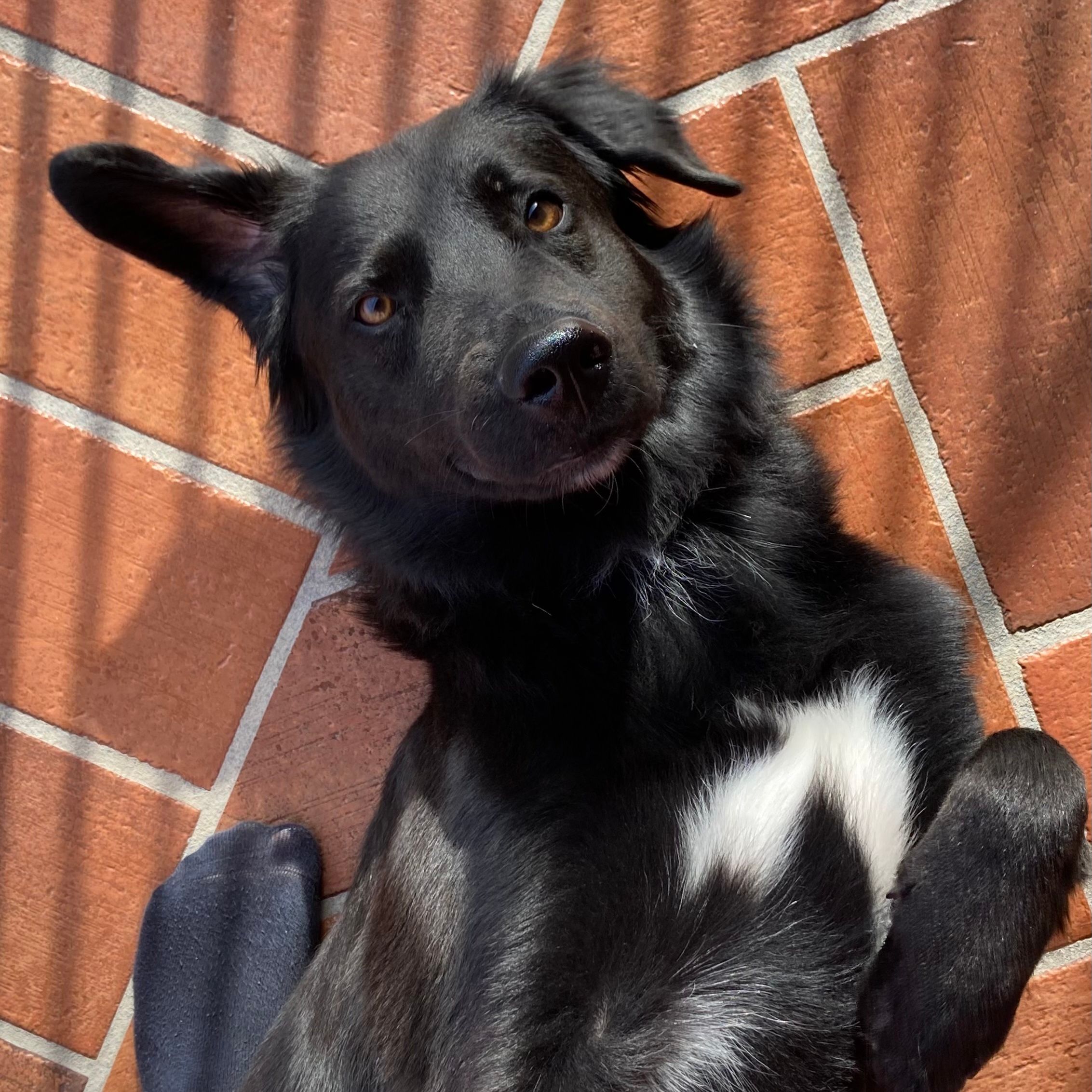Zeus