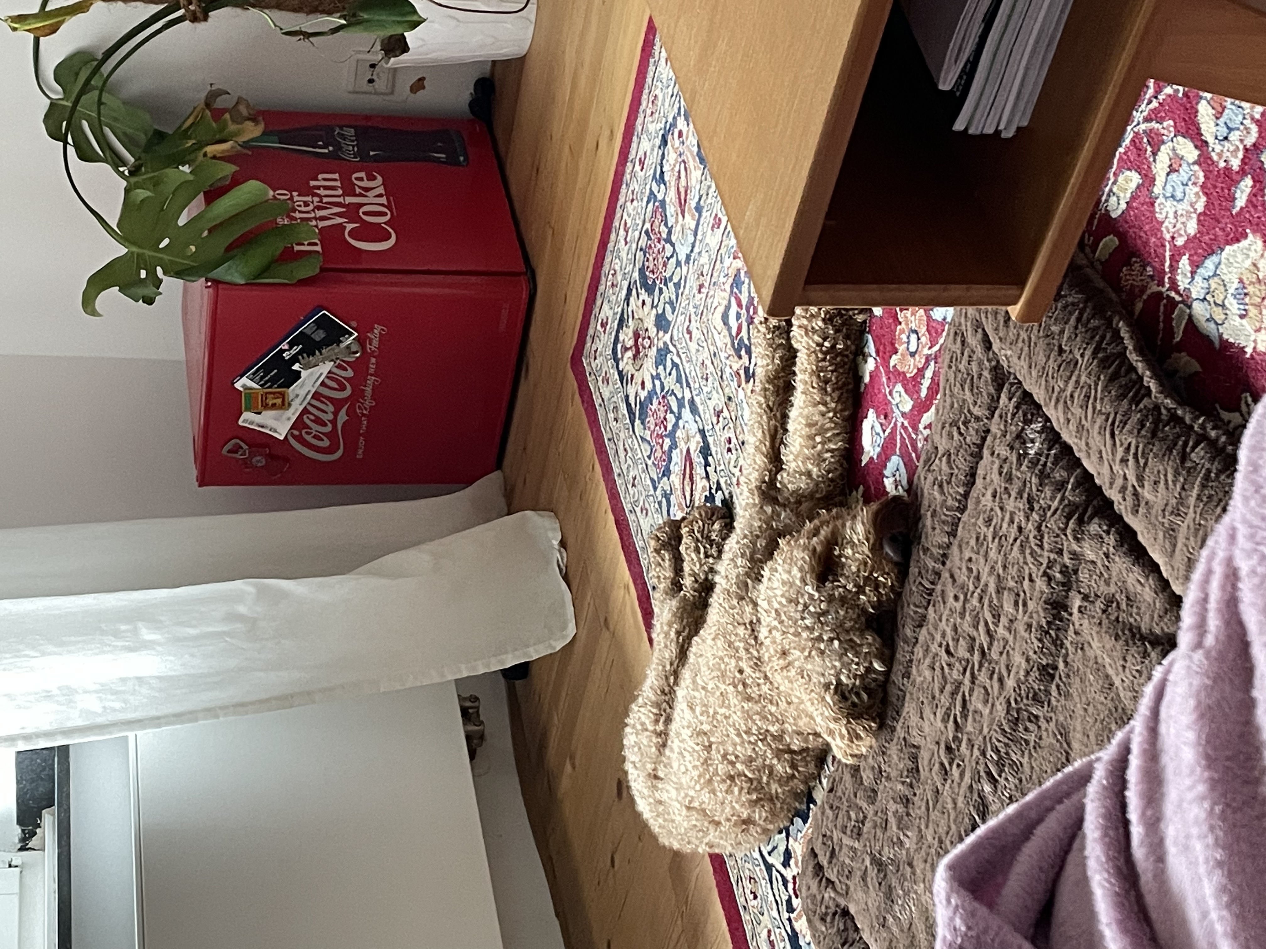 image-19