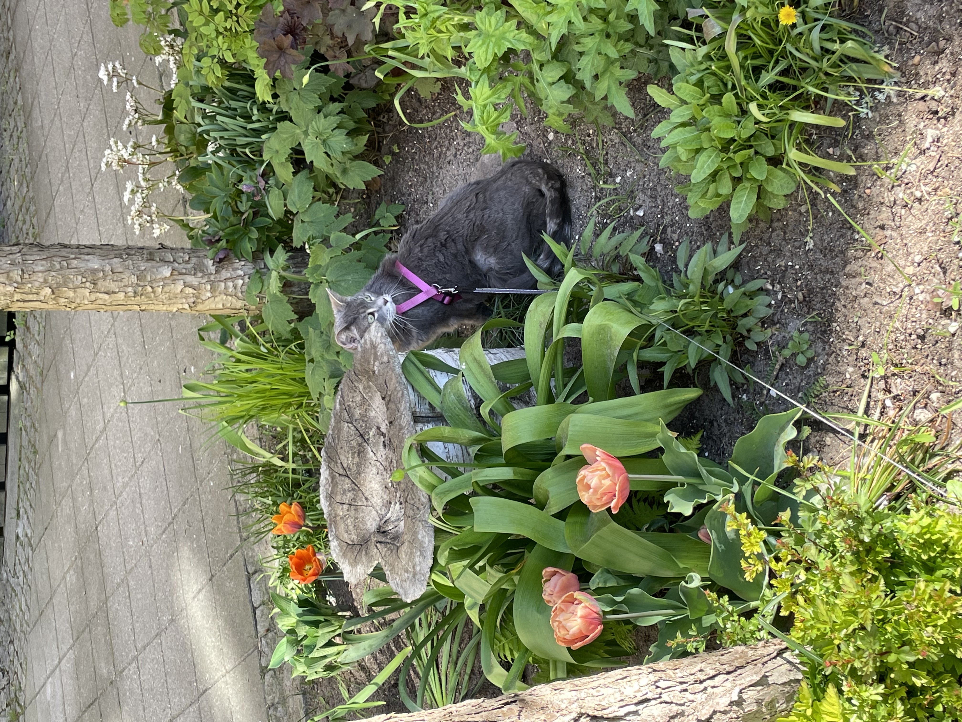 image-11