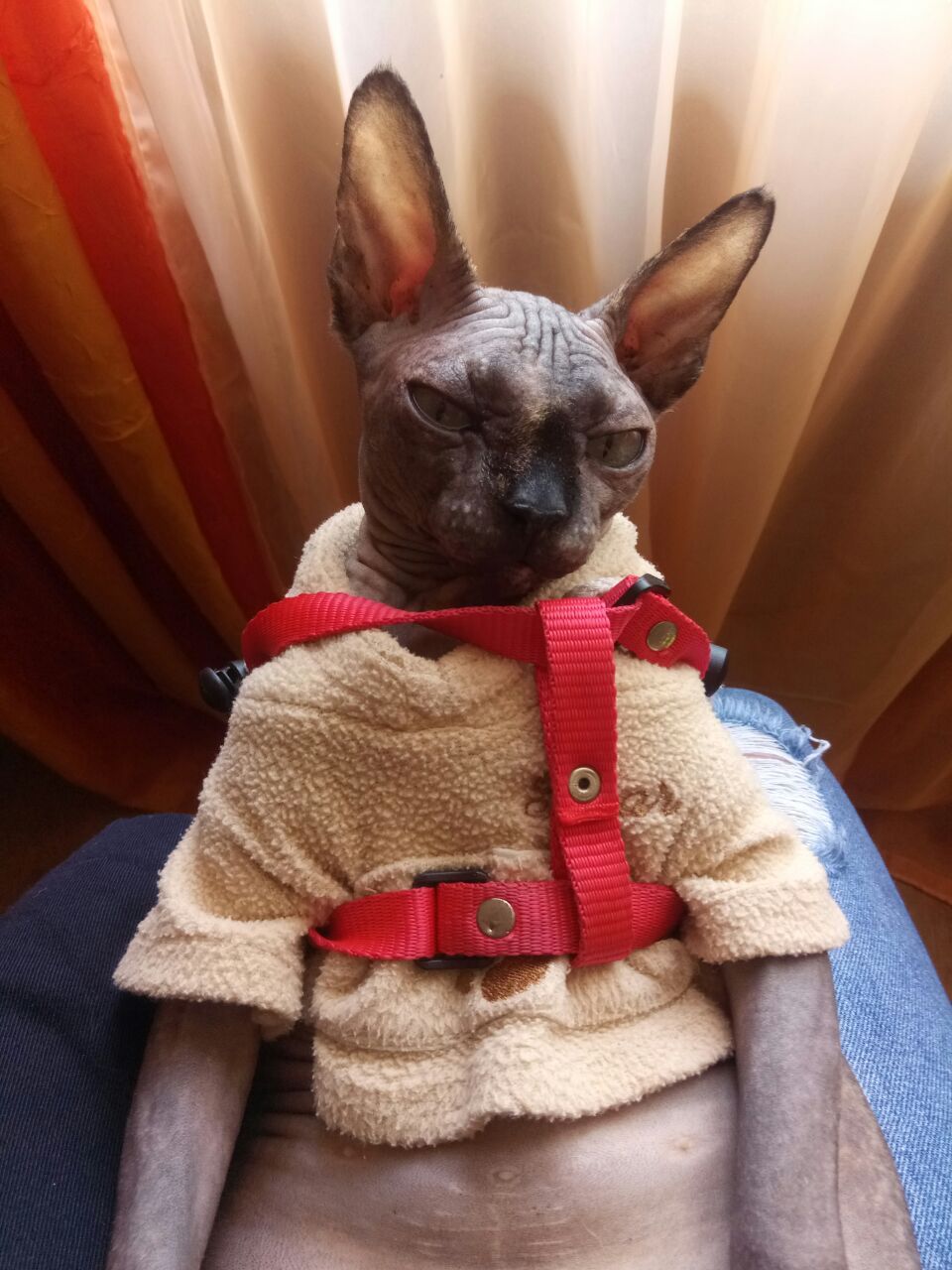 image-7