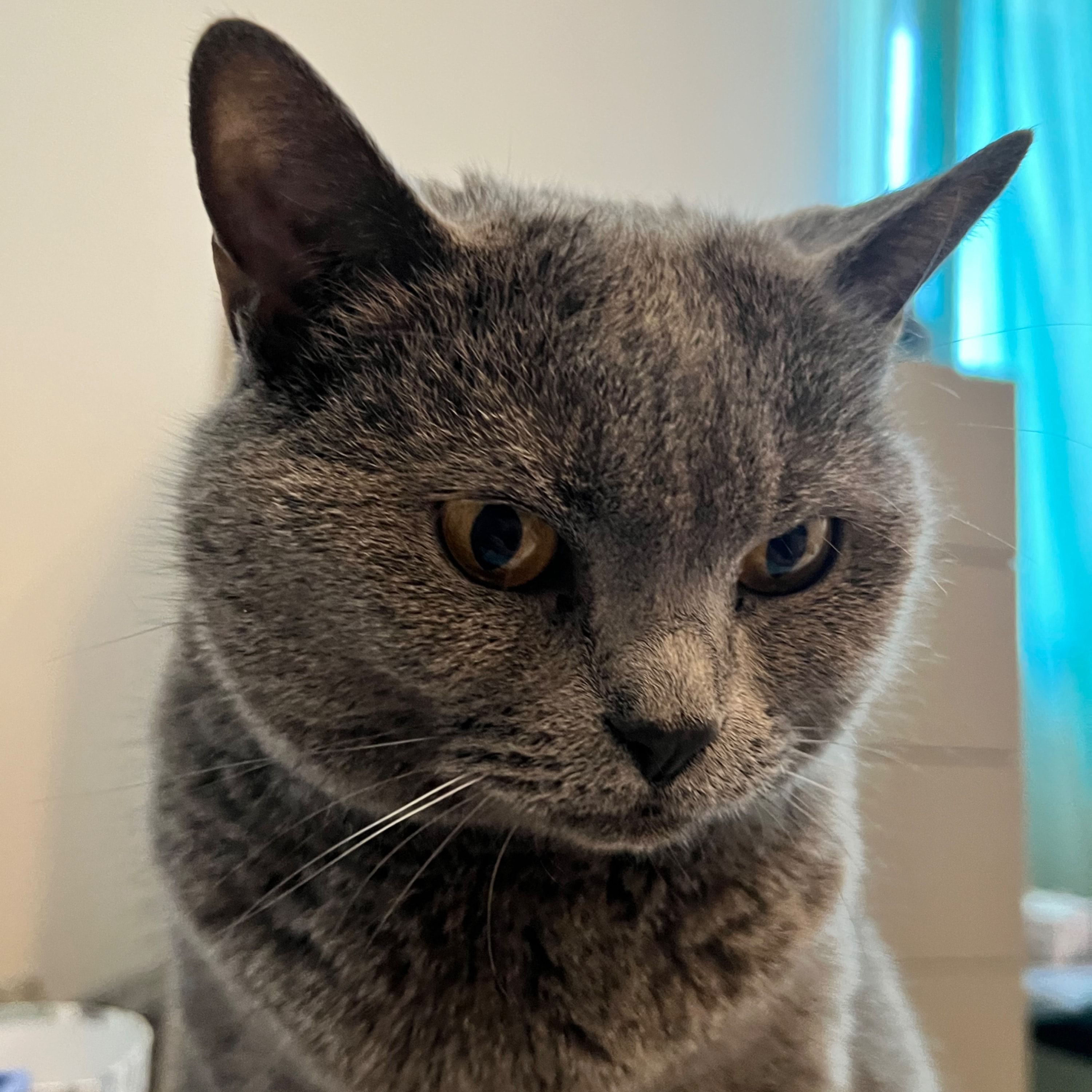Nala