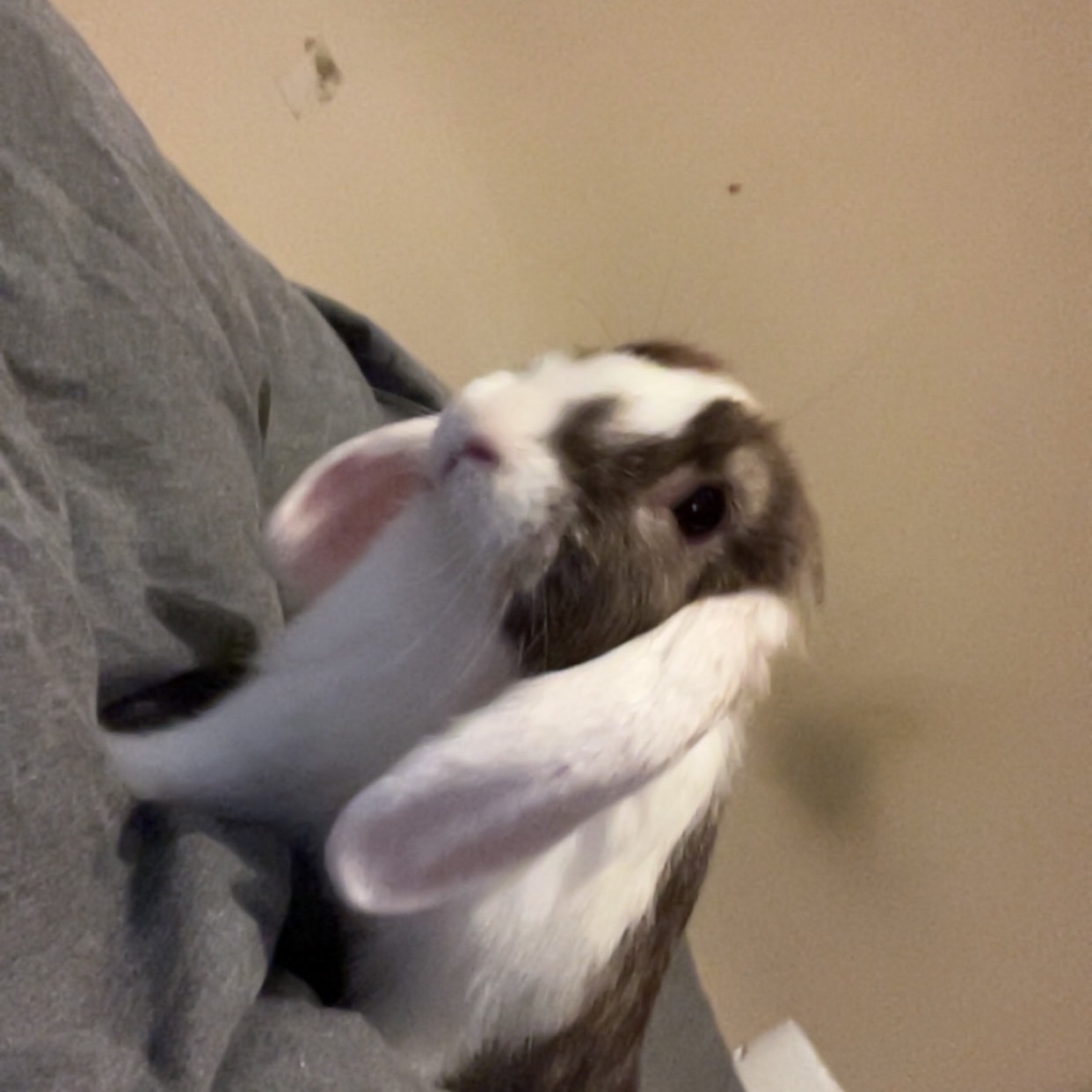 Smudge 