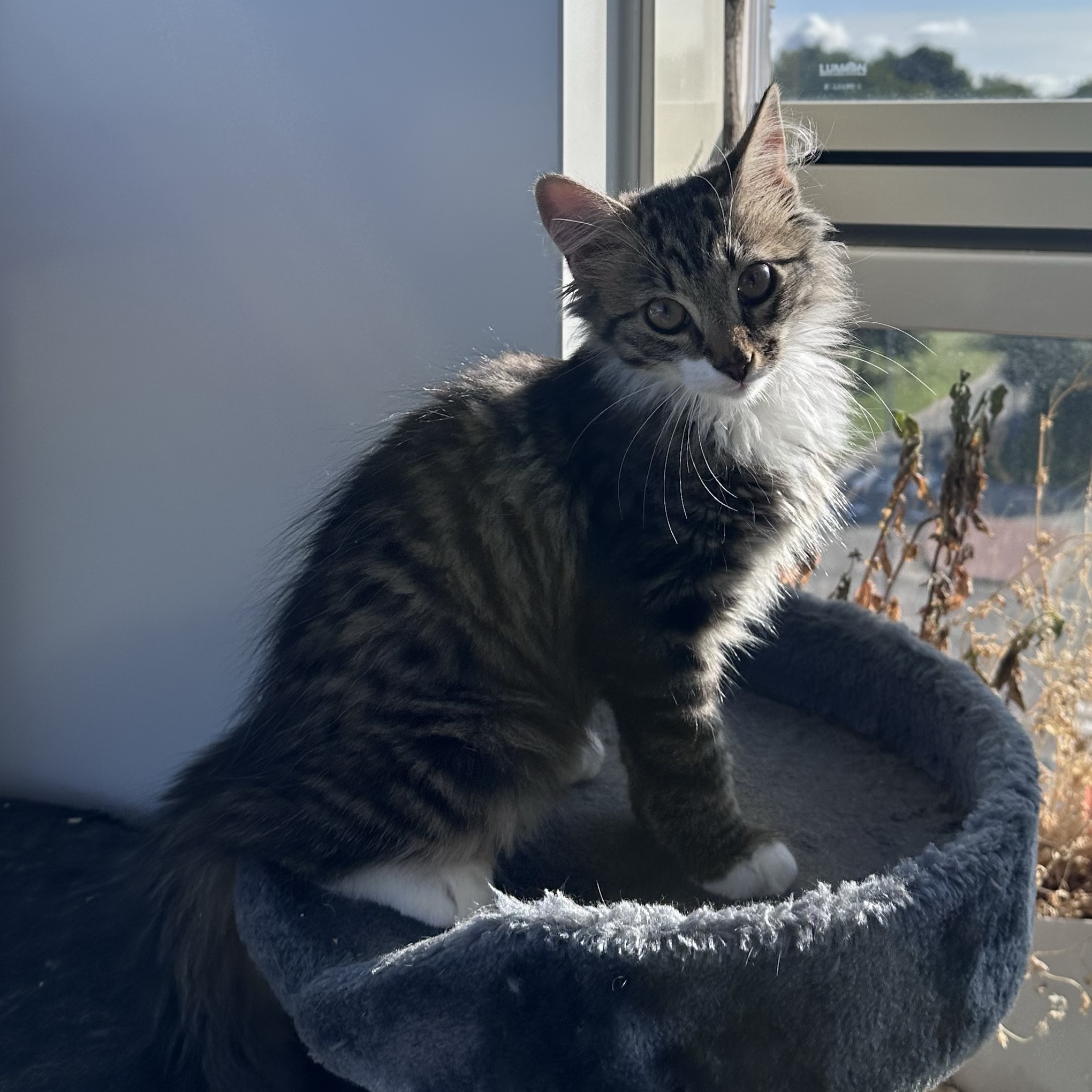 Coco