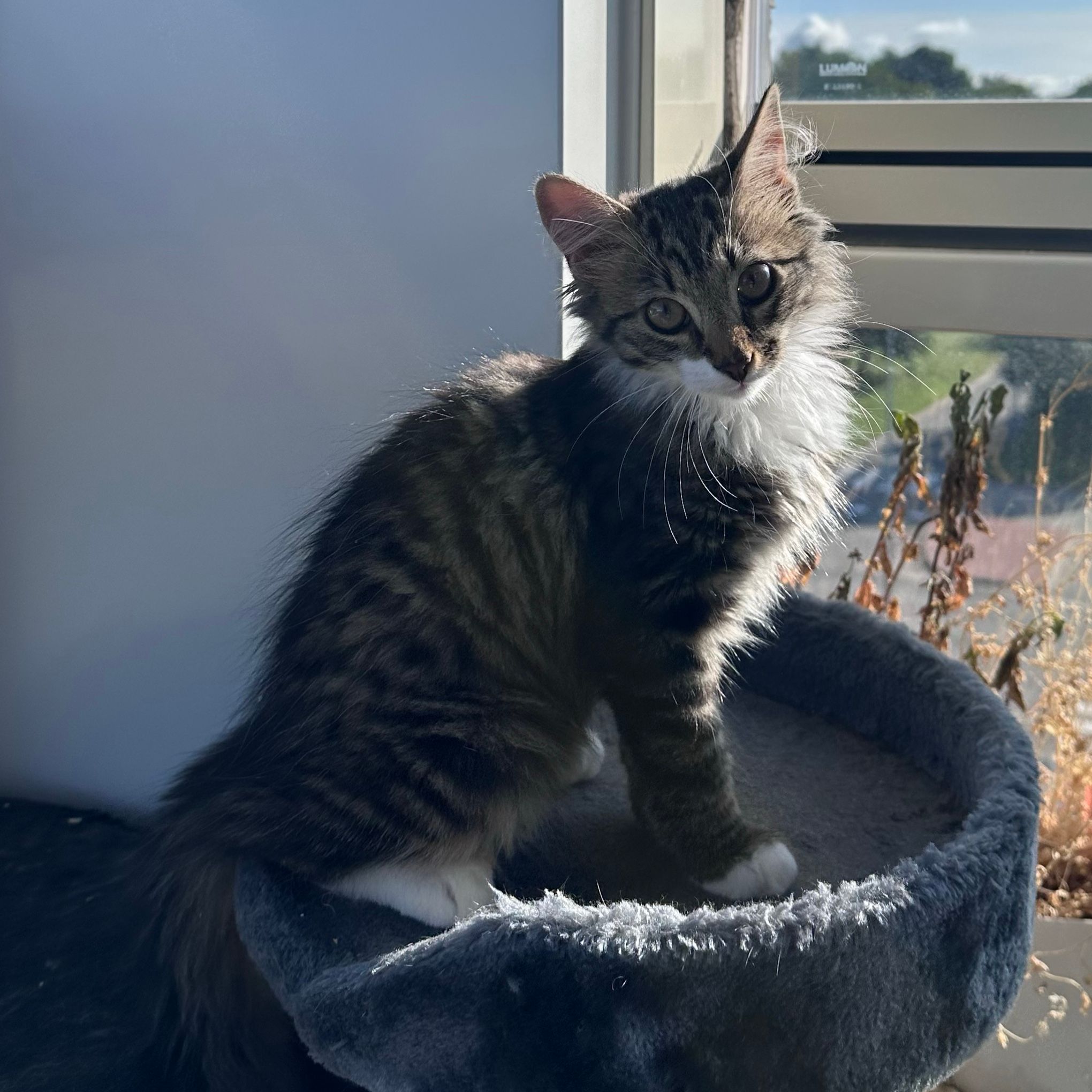 Coco