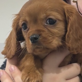 Toffee