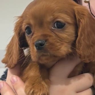 Toffee