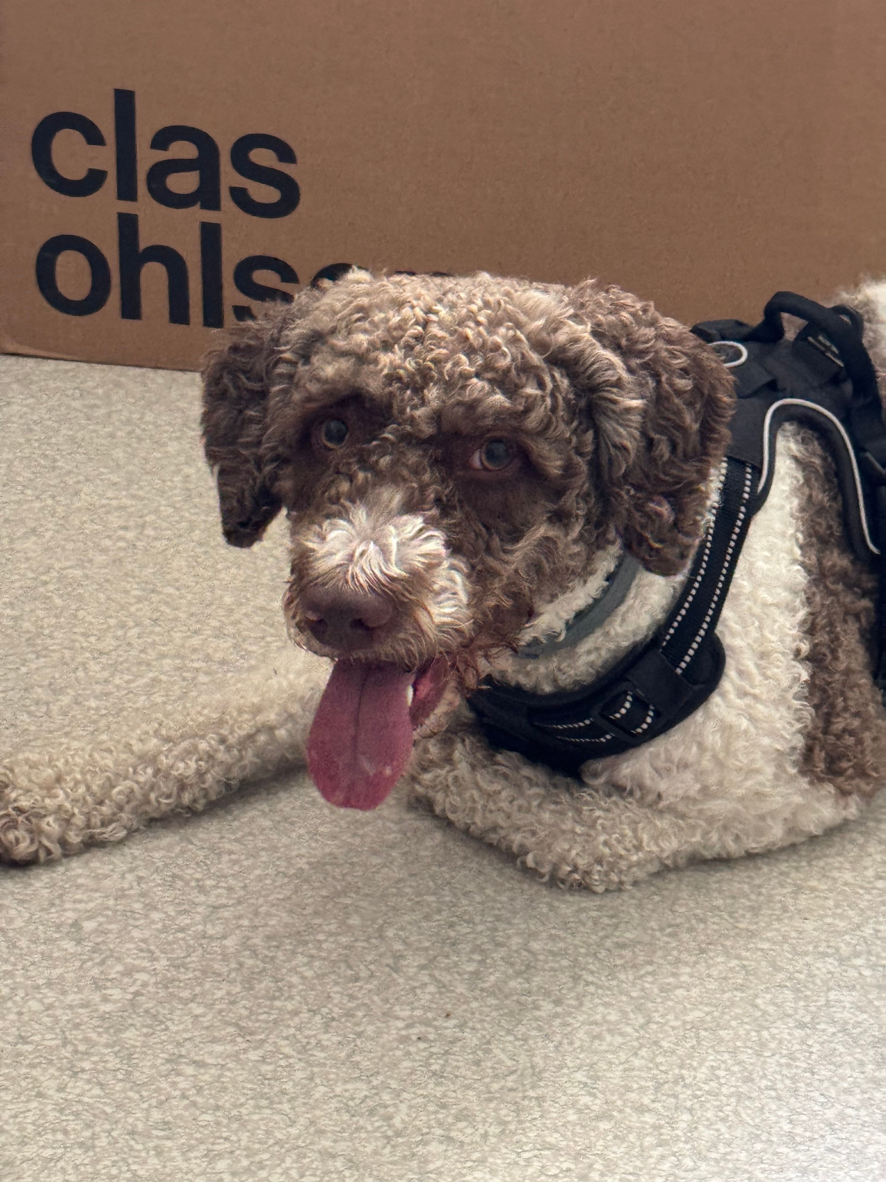 image-8