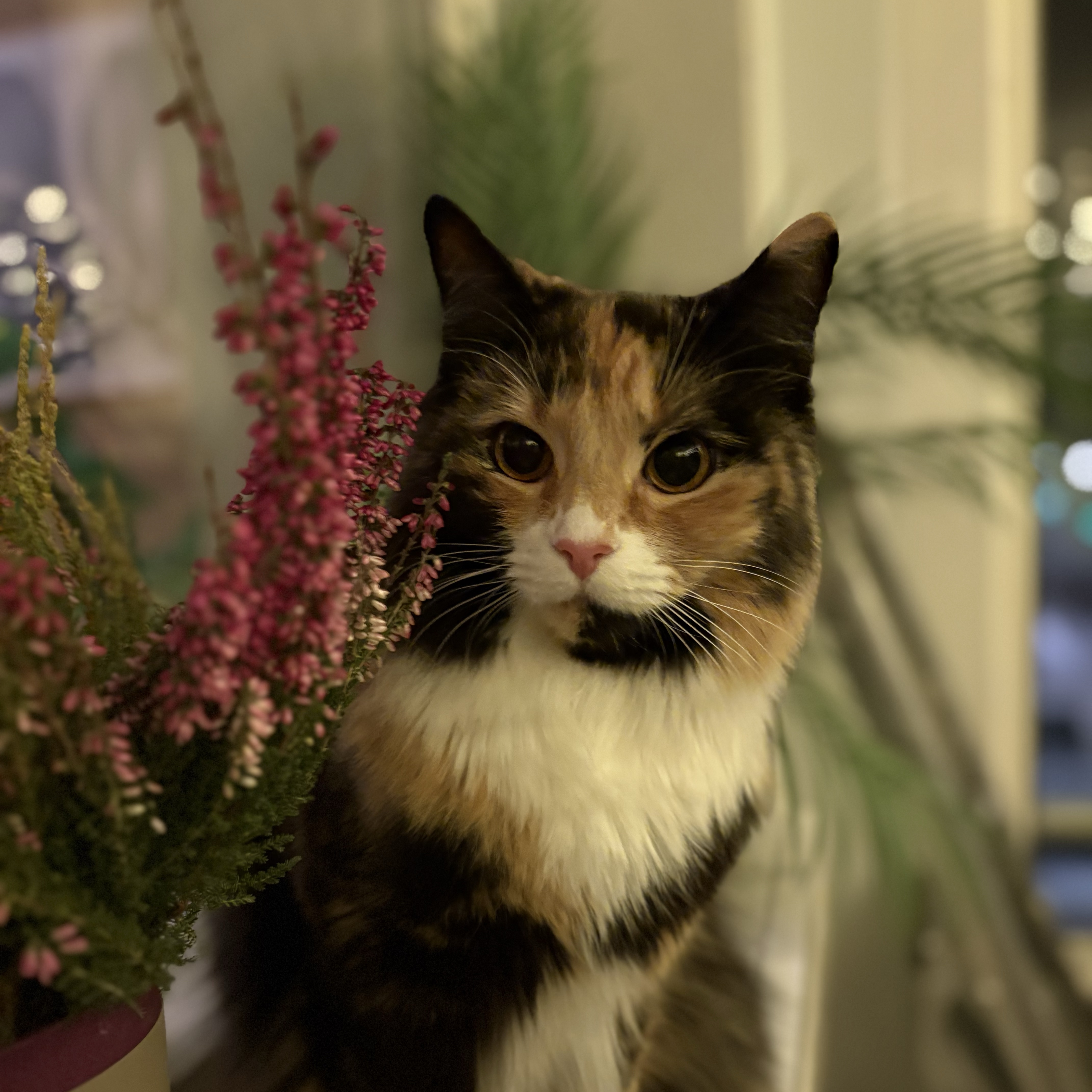 Lucy