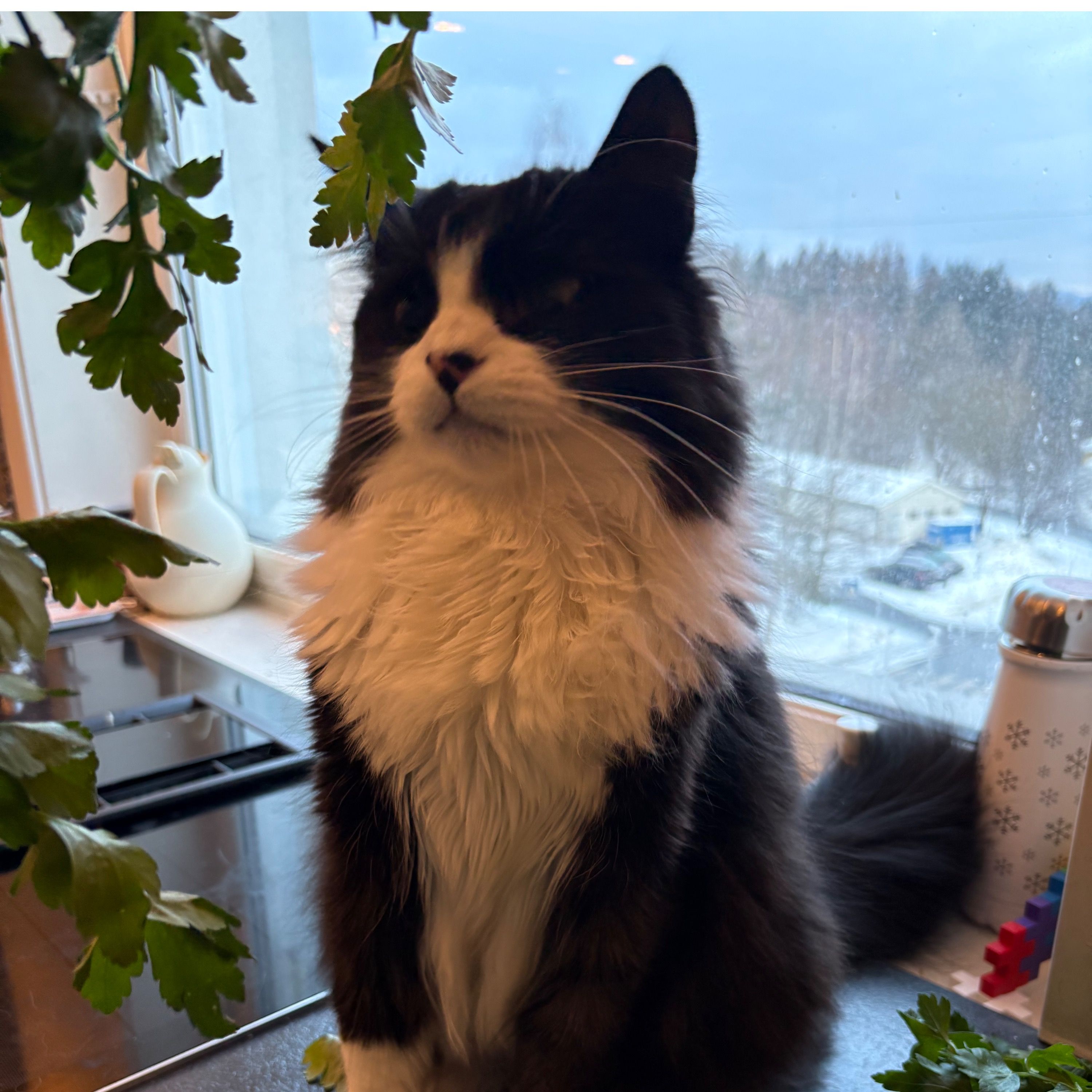 Felix