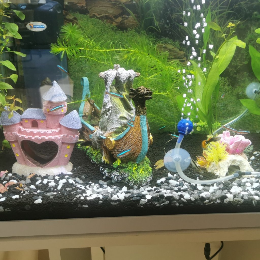 Visjes gupjes en kardinaal tetras