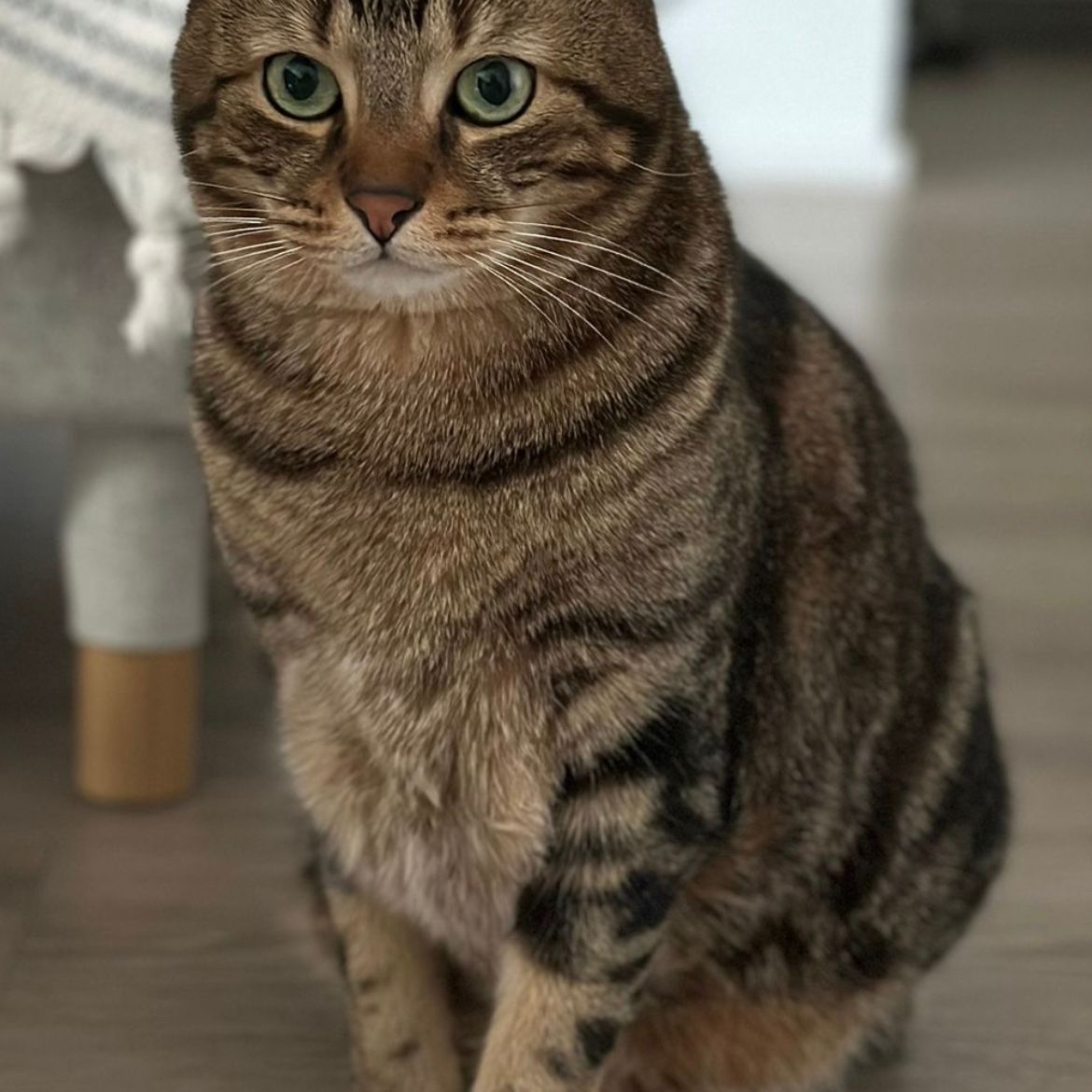 Frodo
