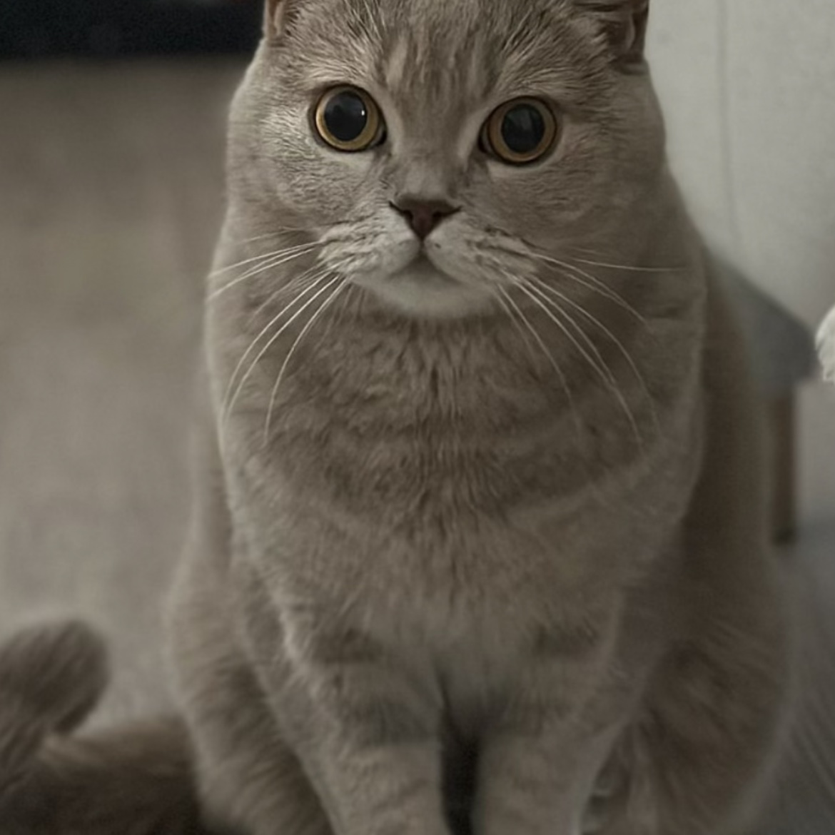 Bilbo