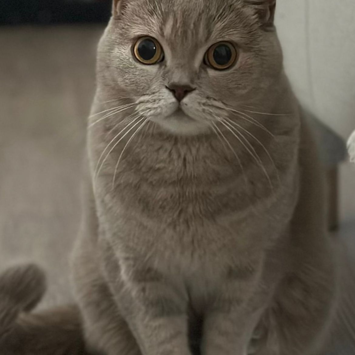 Bilbo
