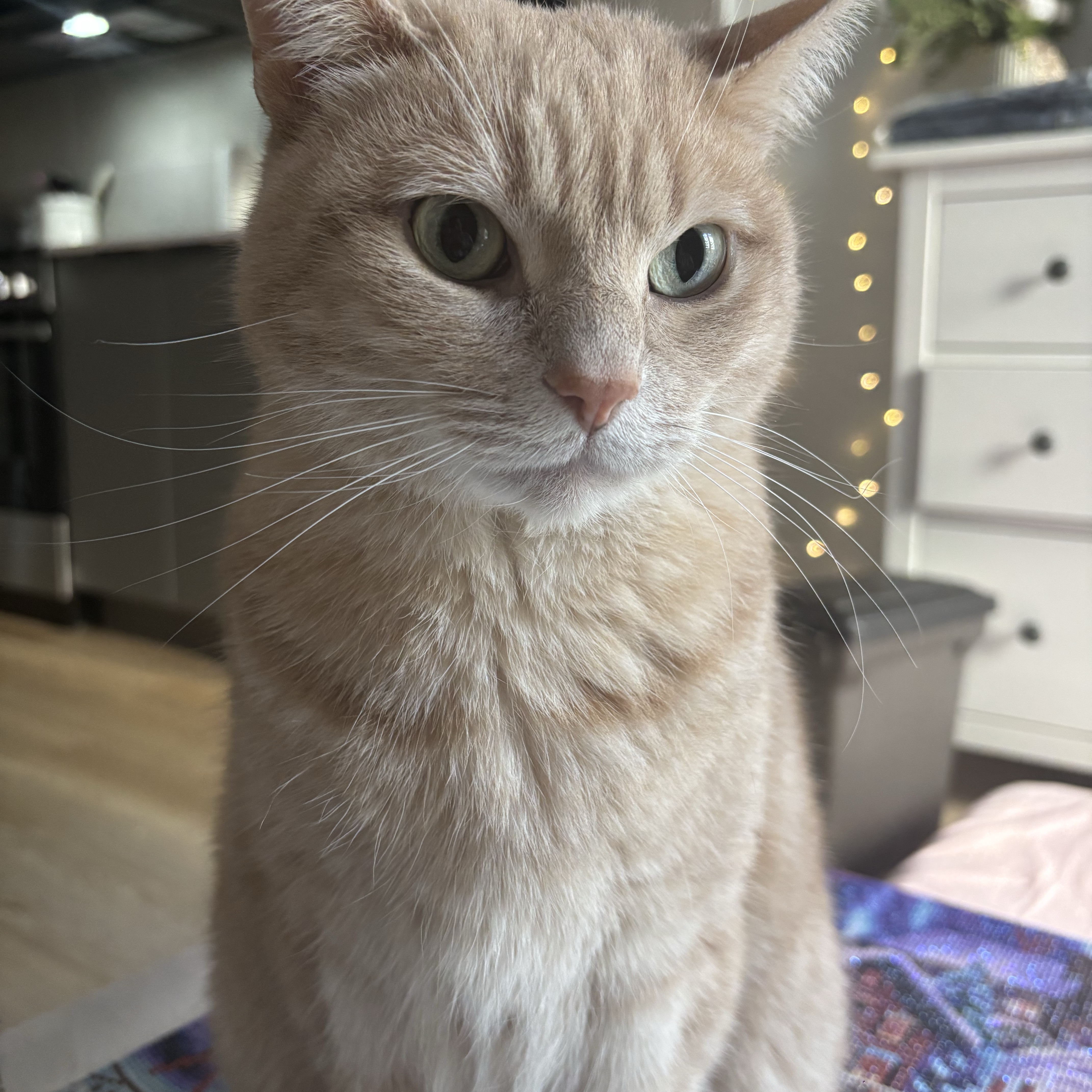 Jasper