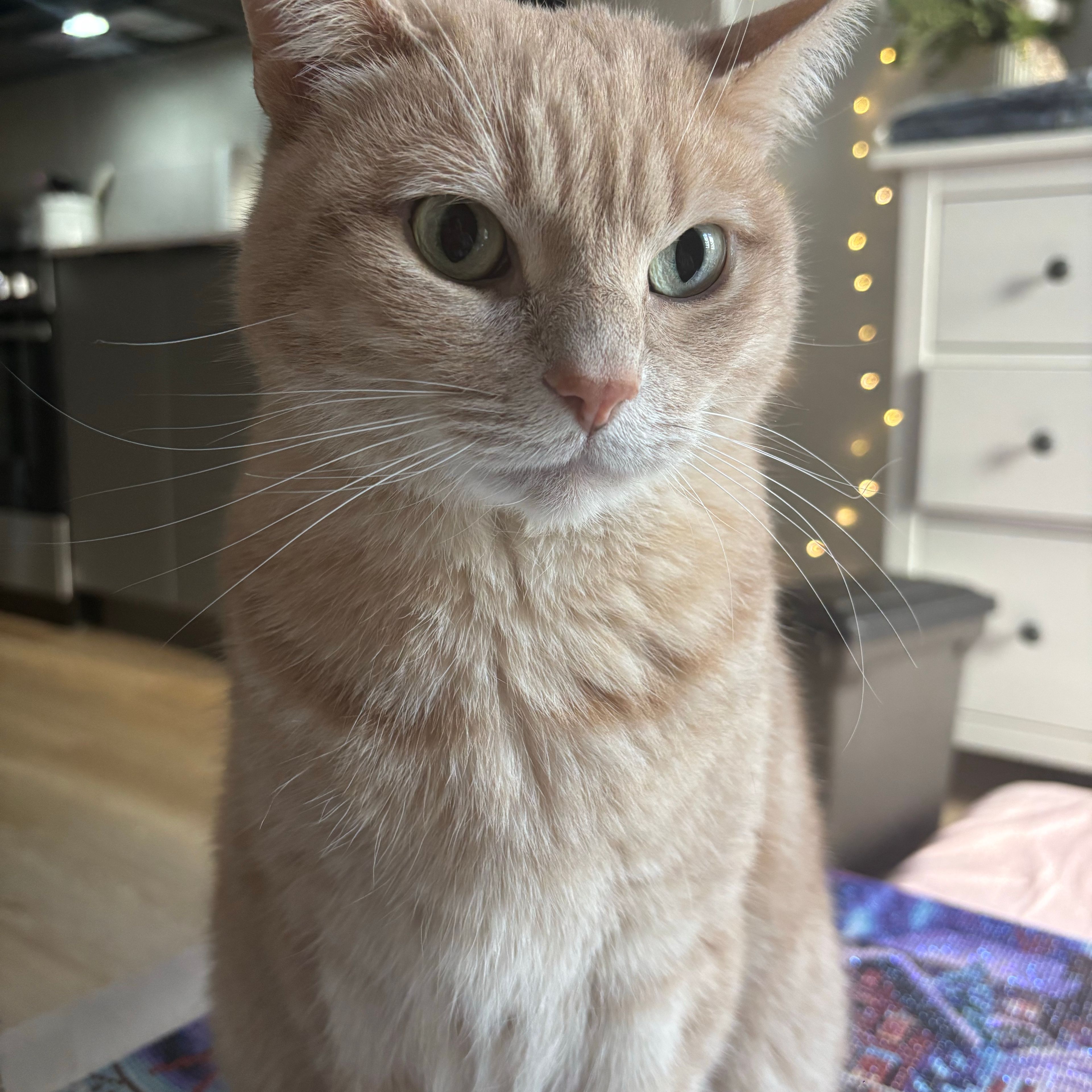 Jasper