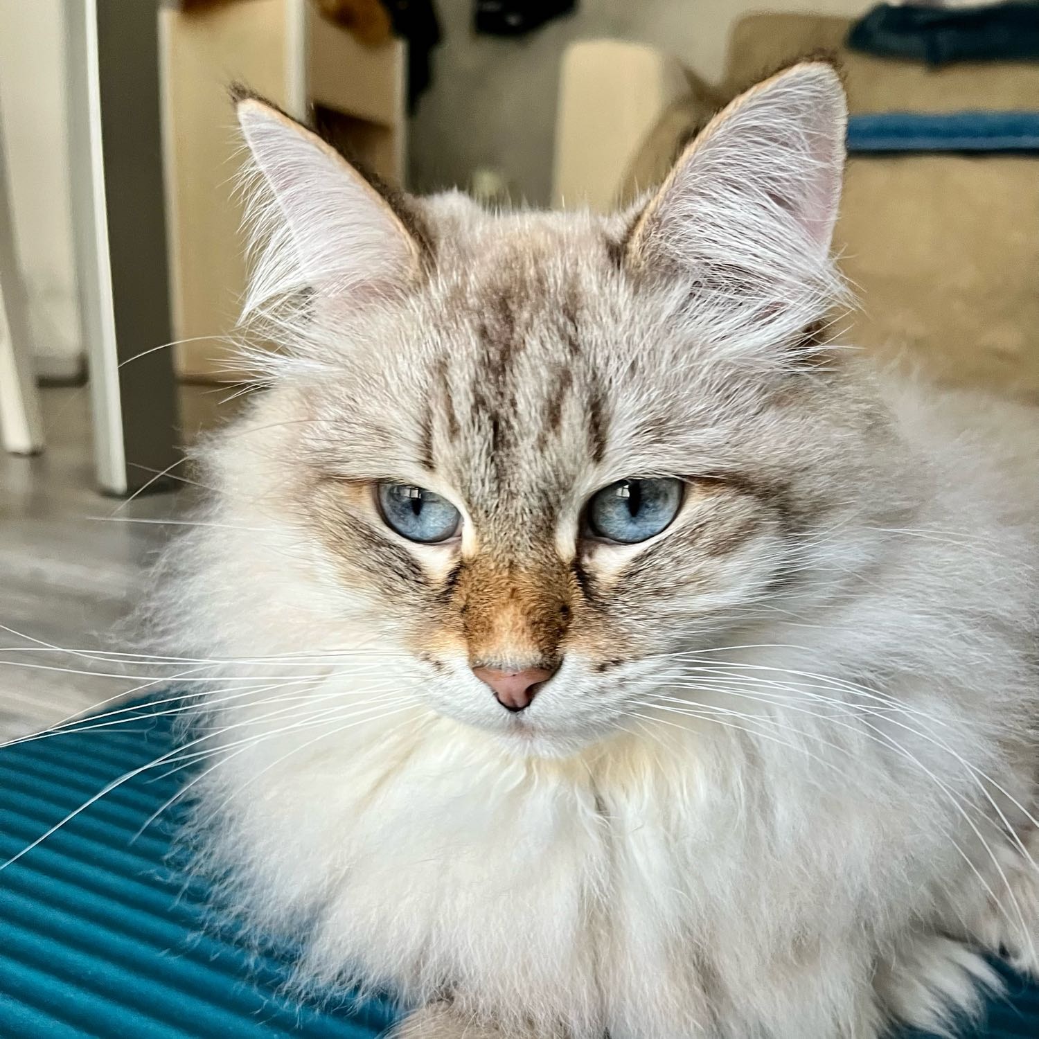 Bowie