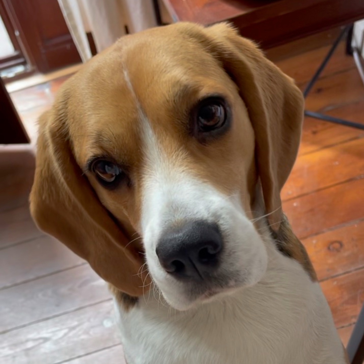 Nala 