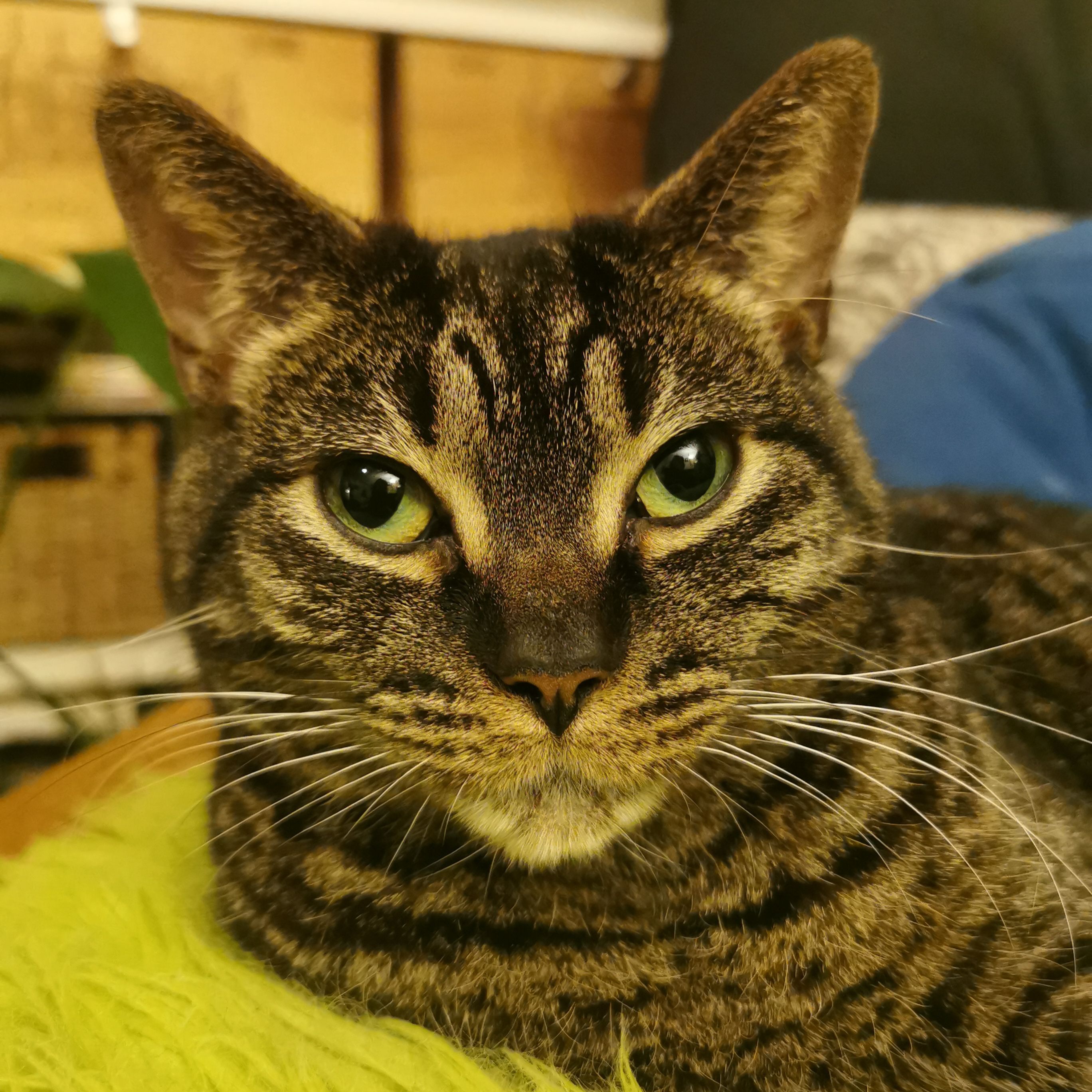 Missy