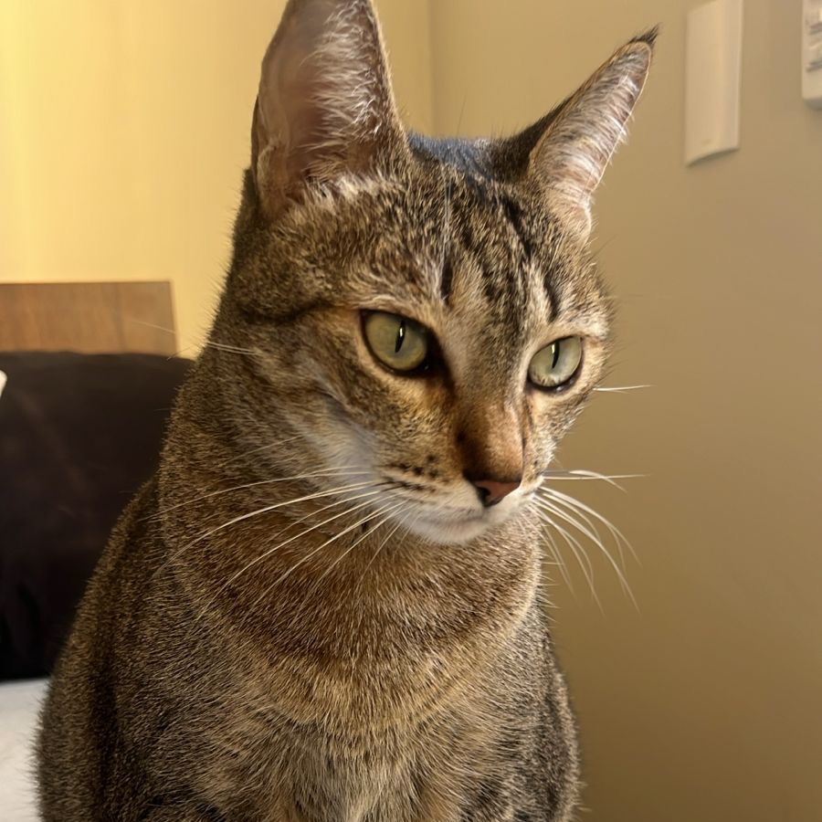 Mel