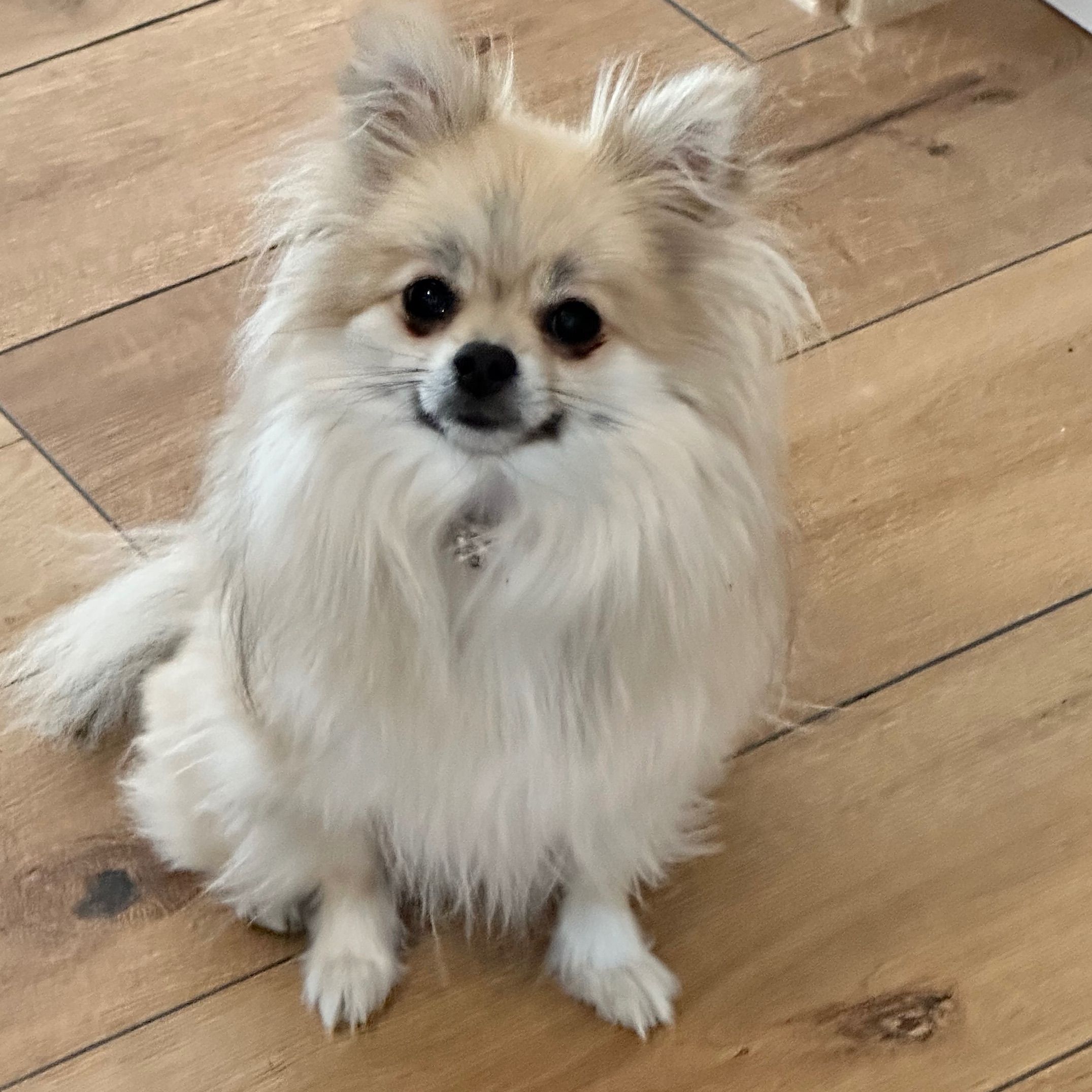 Pomeranian weiblich