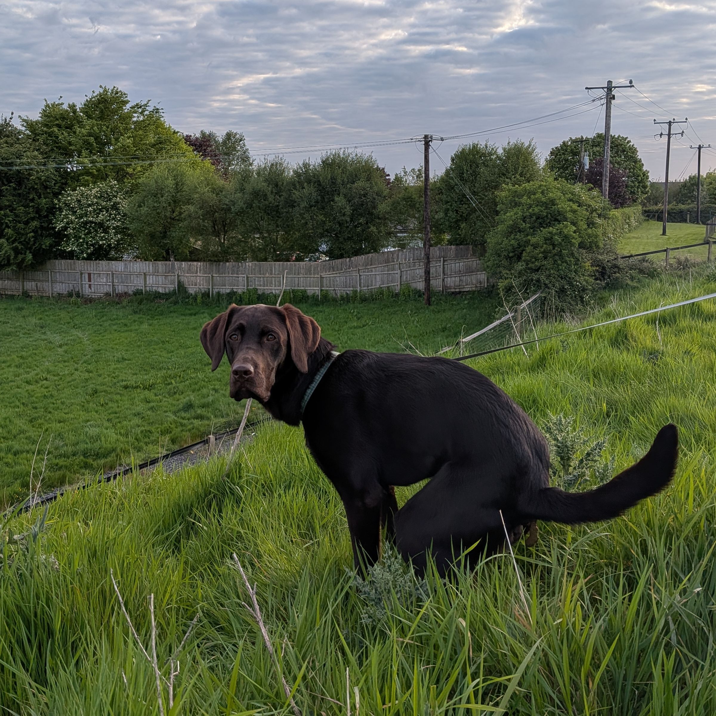 Mylo