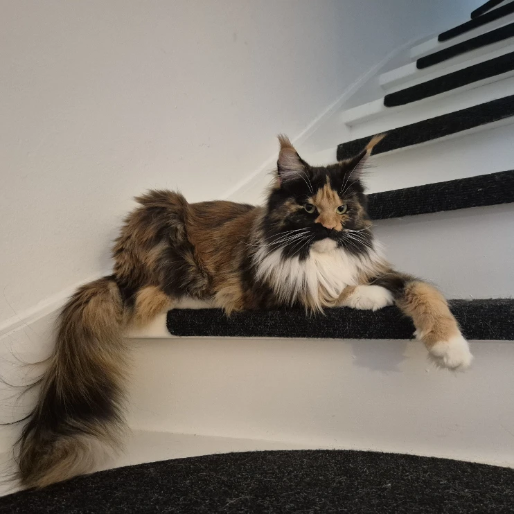 Zoë