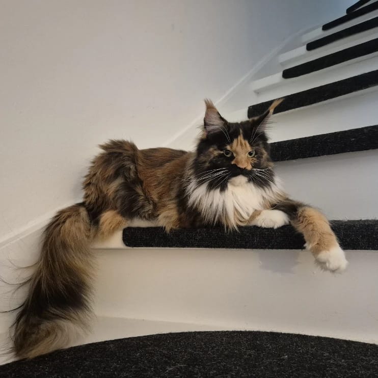 Zoë