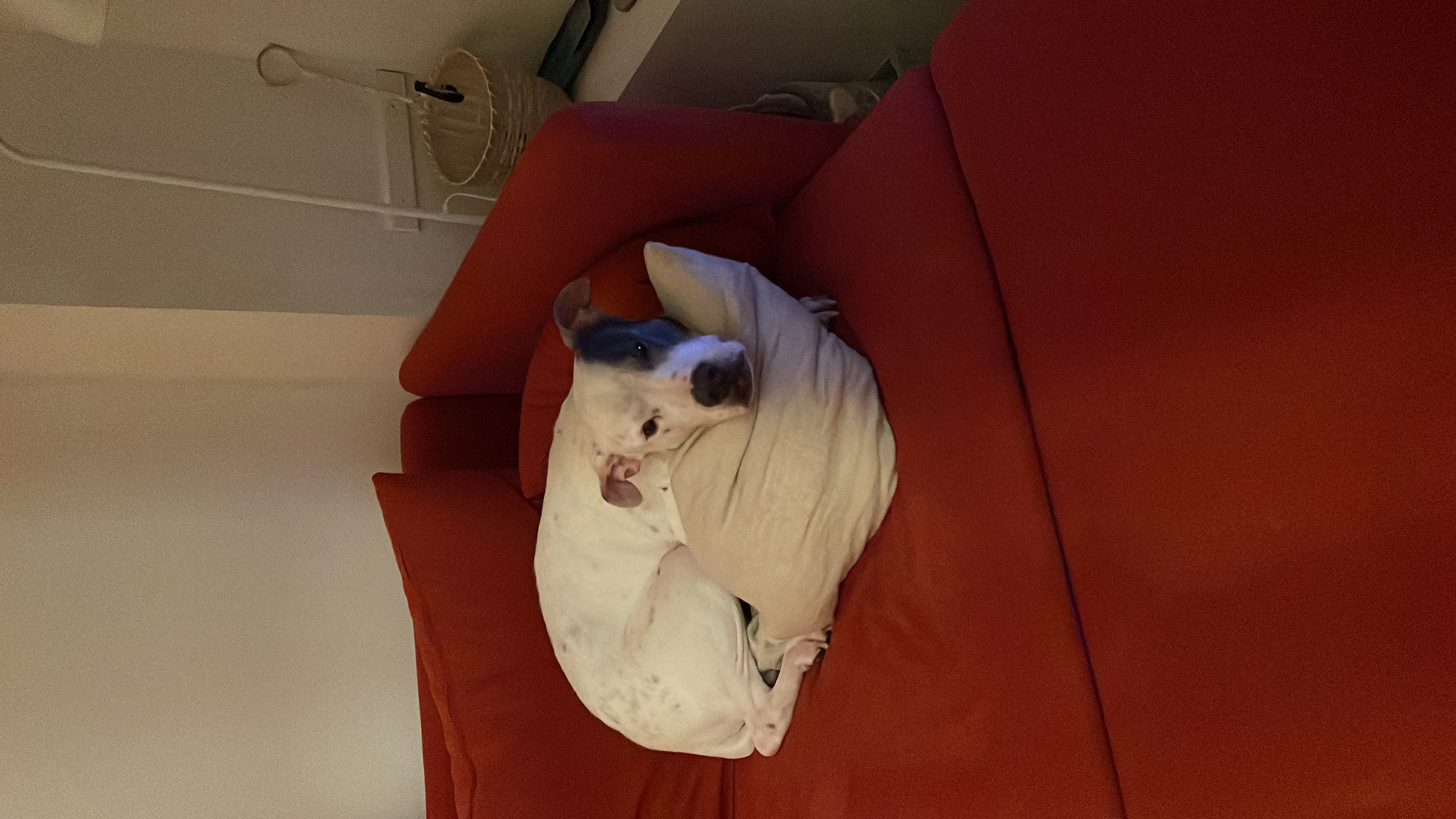 image-13