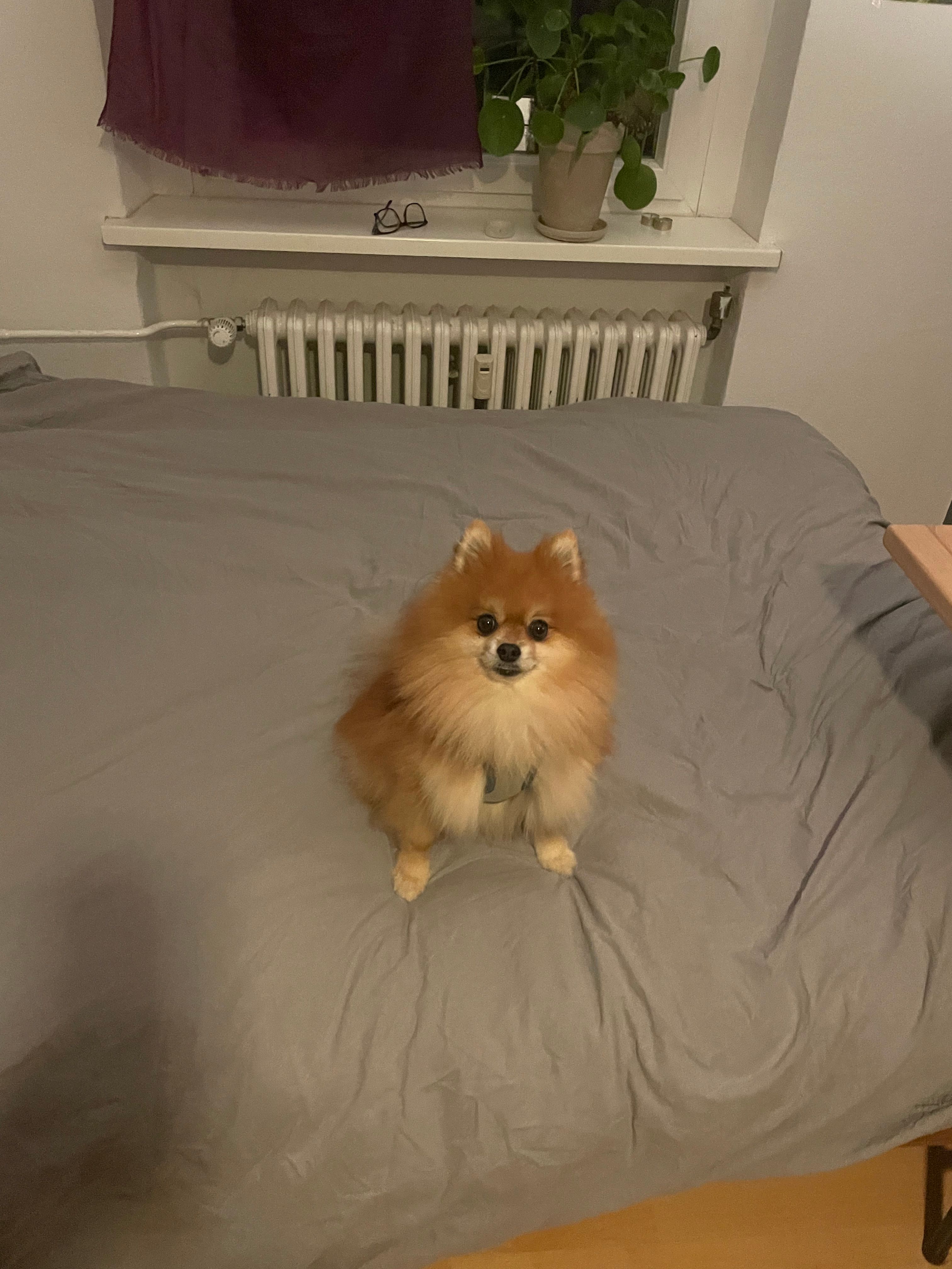image-8