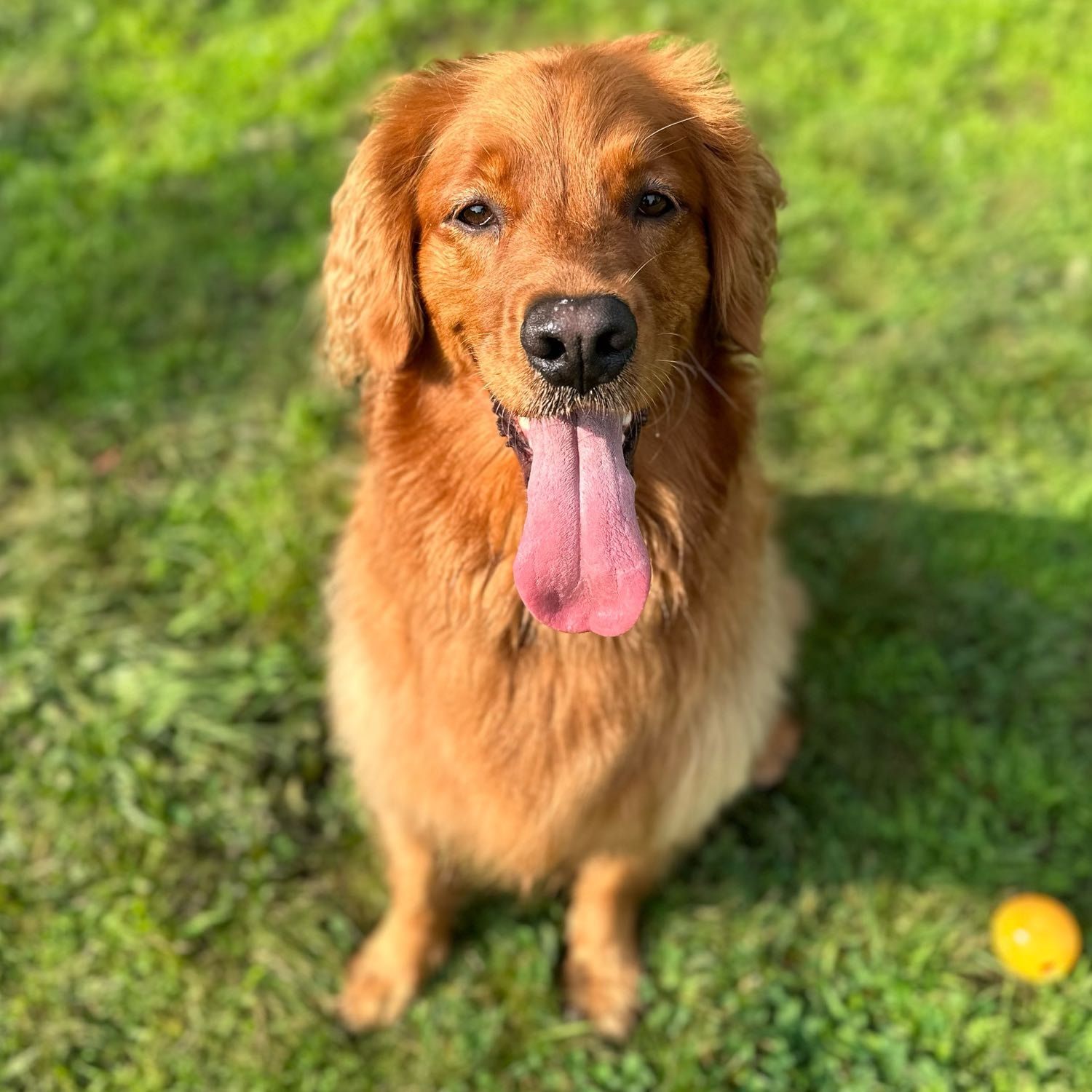 Kaya