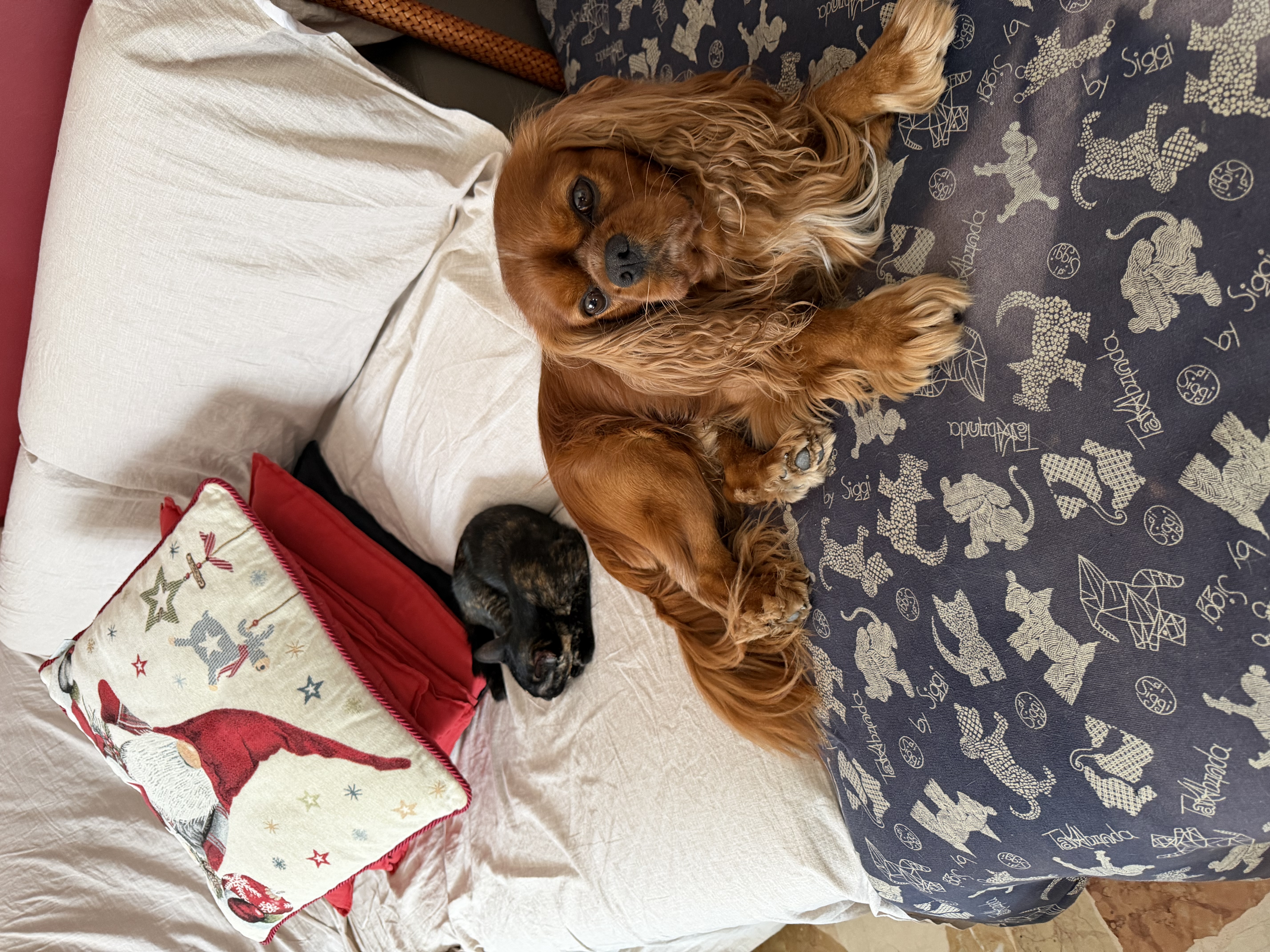 image-7