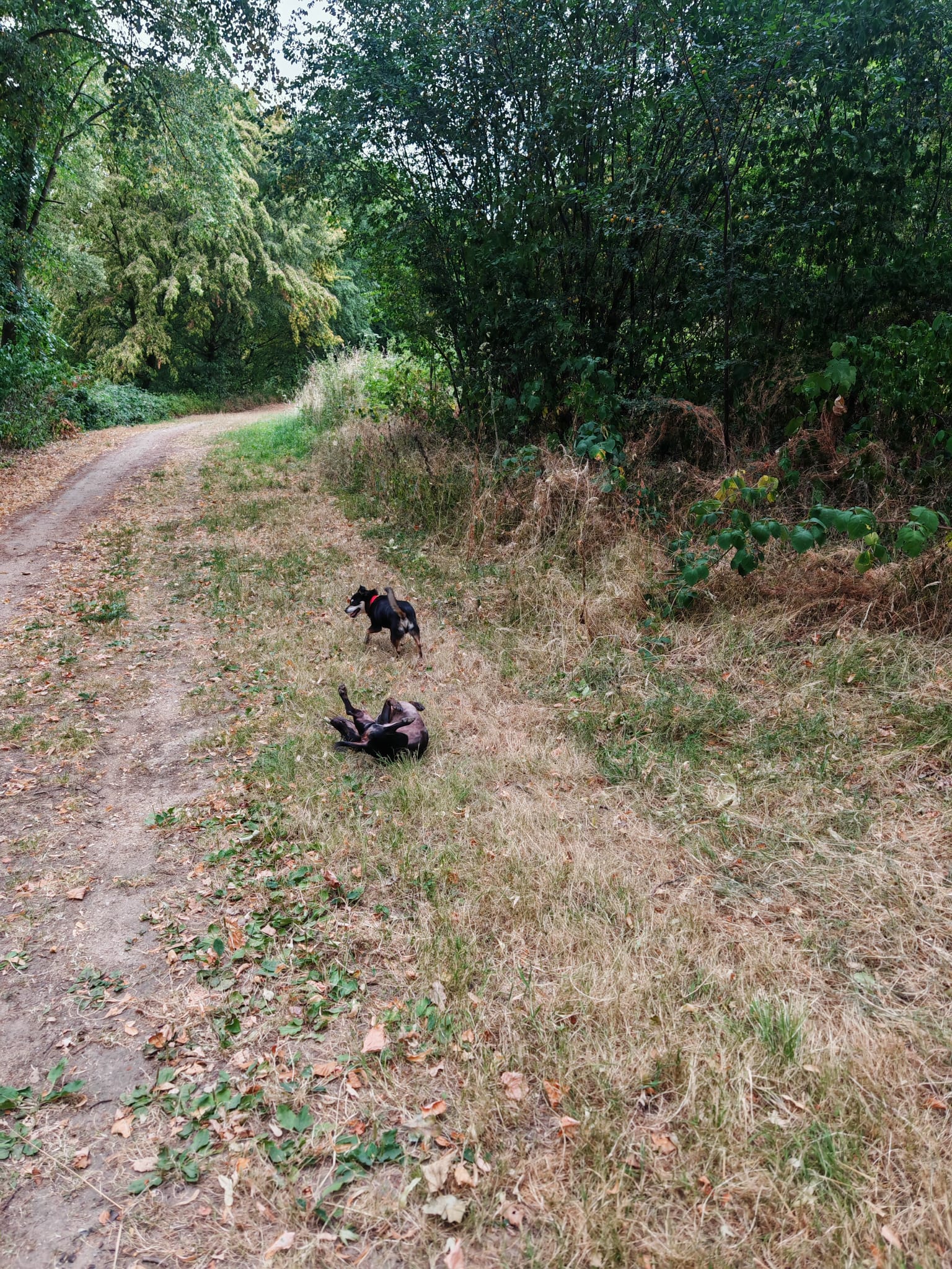 image-11