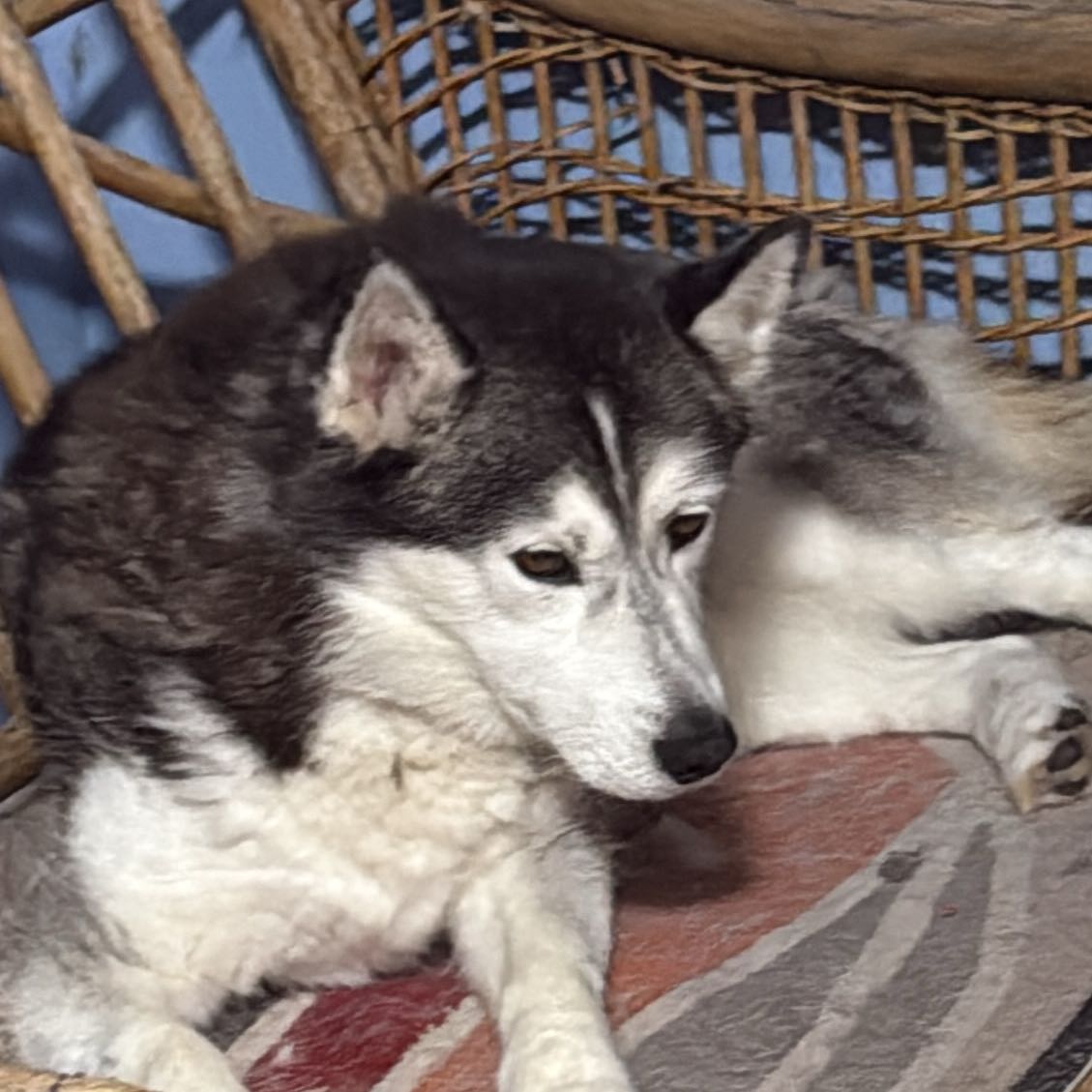 Maya 