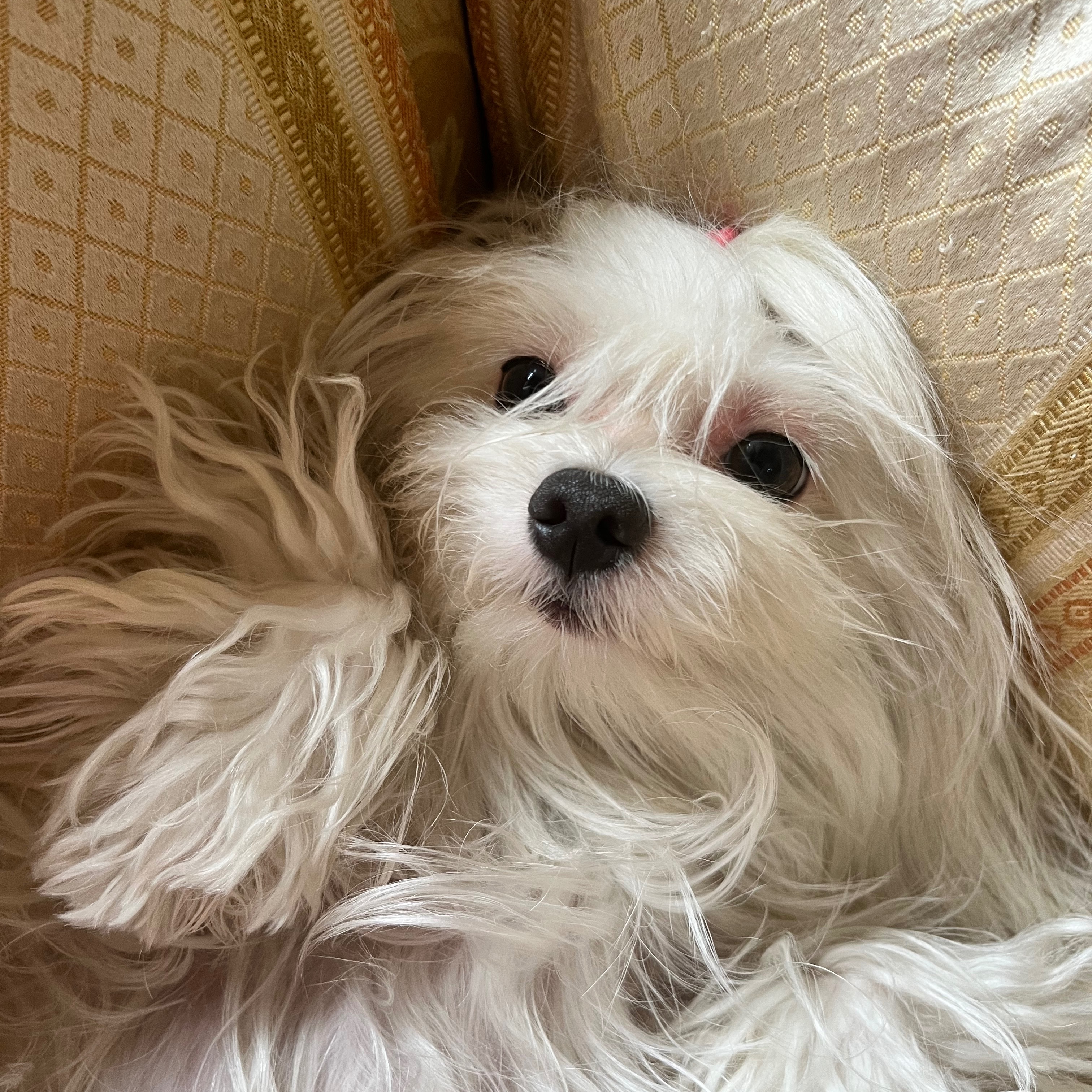 mia