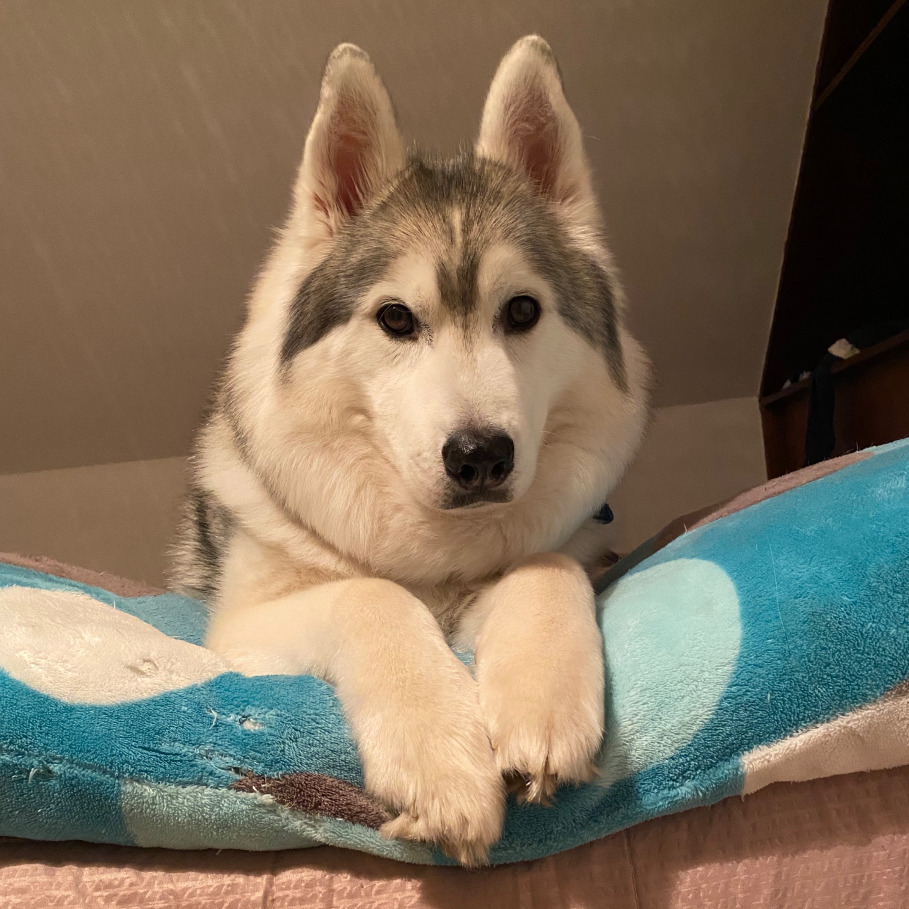 Coco