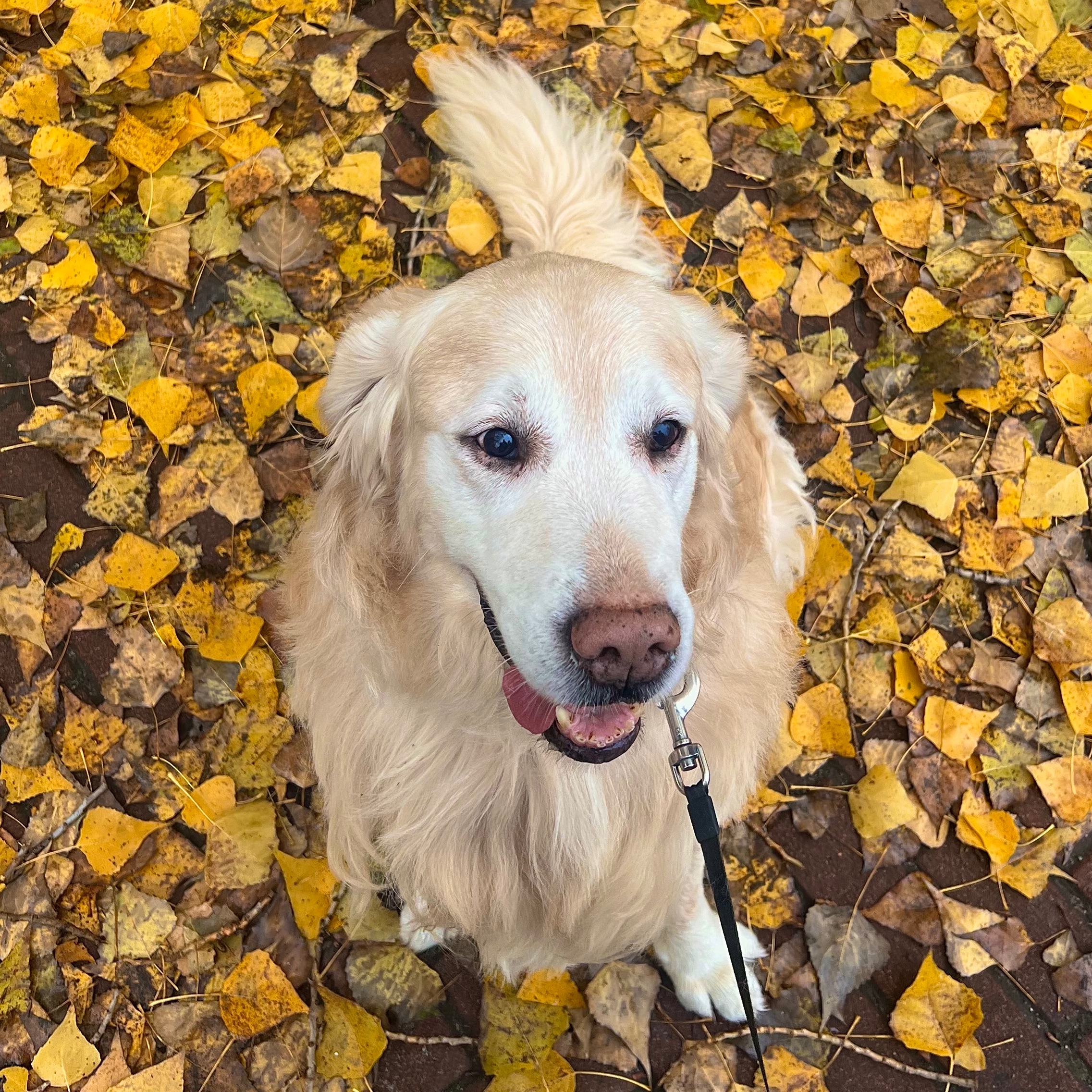 Archibald