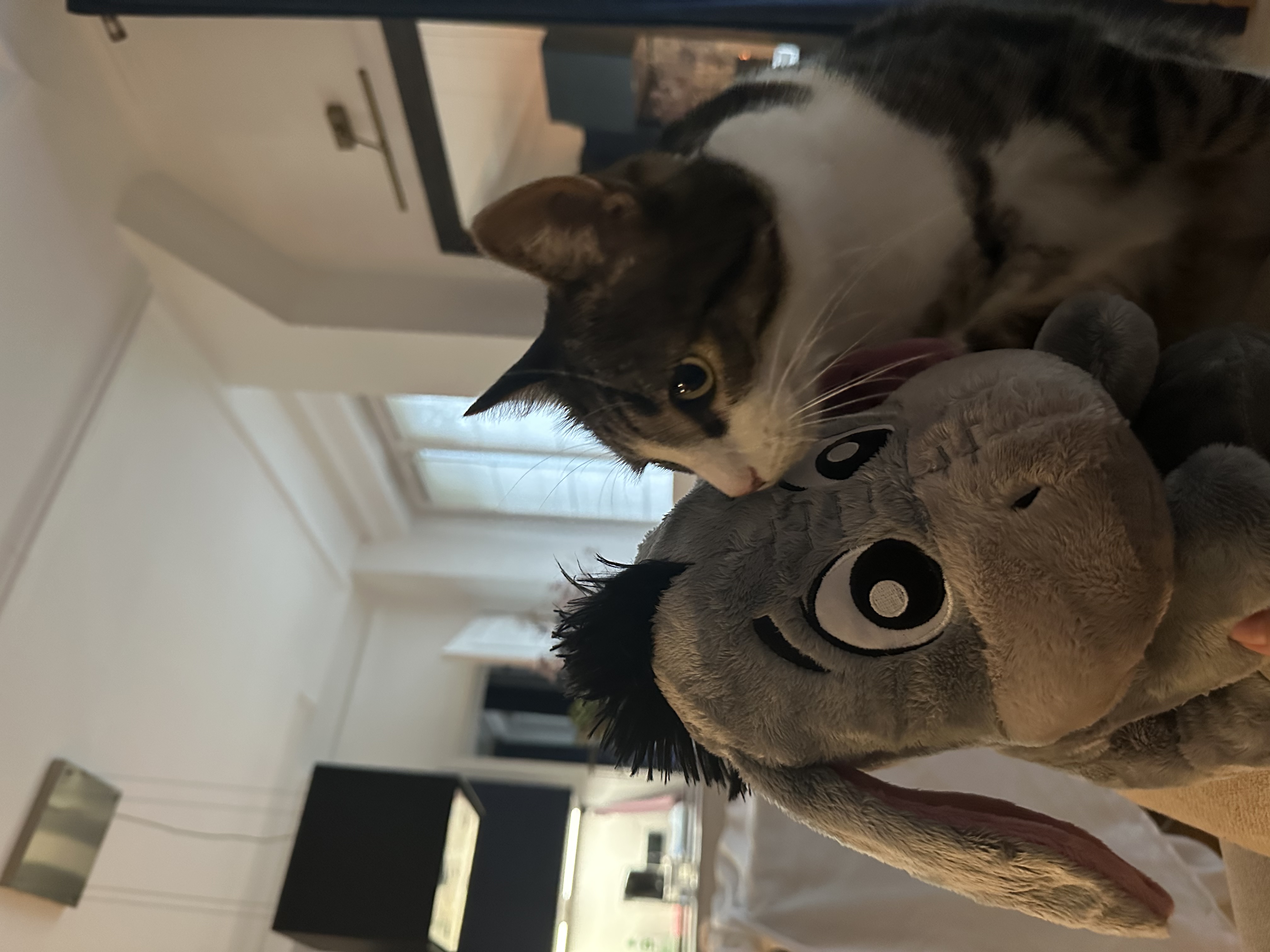 image-7