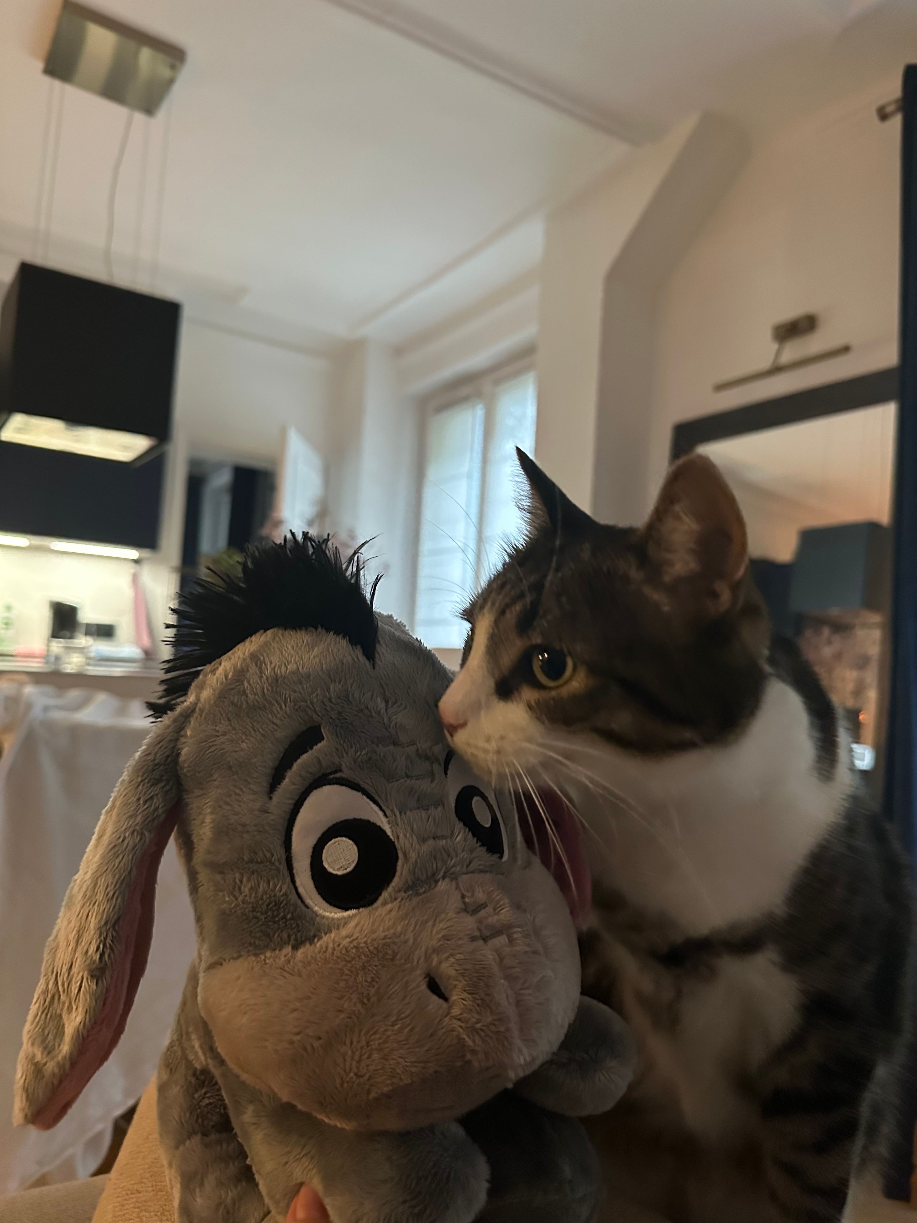 image-7